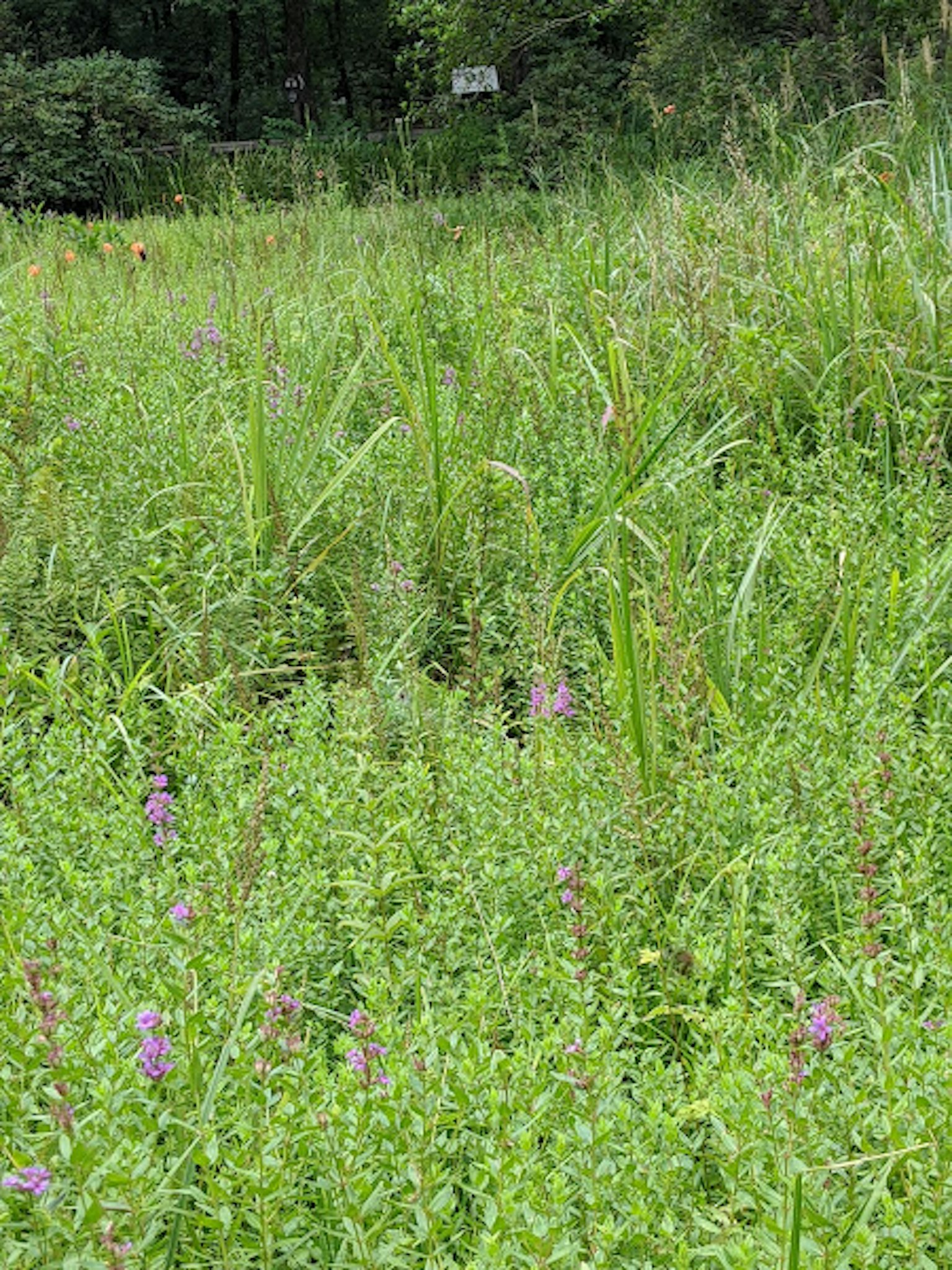 Lush green meadow with scattered purple flowers and tall grass