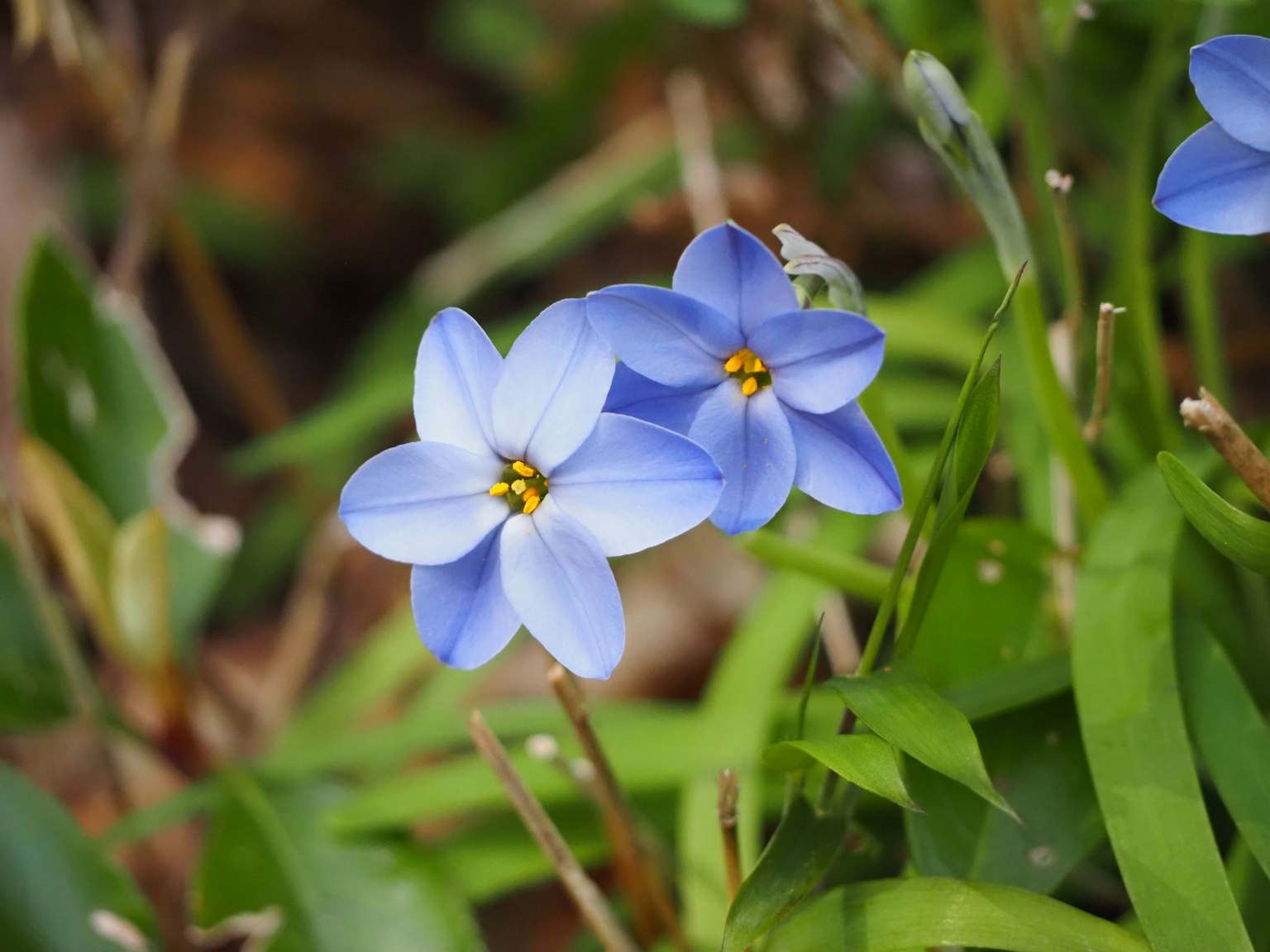 Two delicate blue flowers among green leaves
