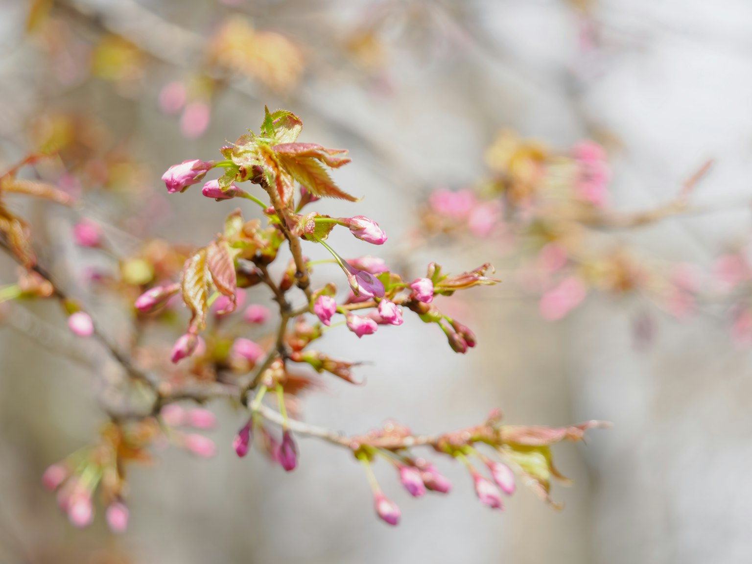 Cherry tree branch with delicate pink blossoms and fresh green leaves