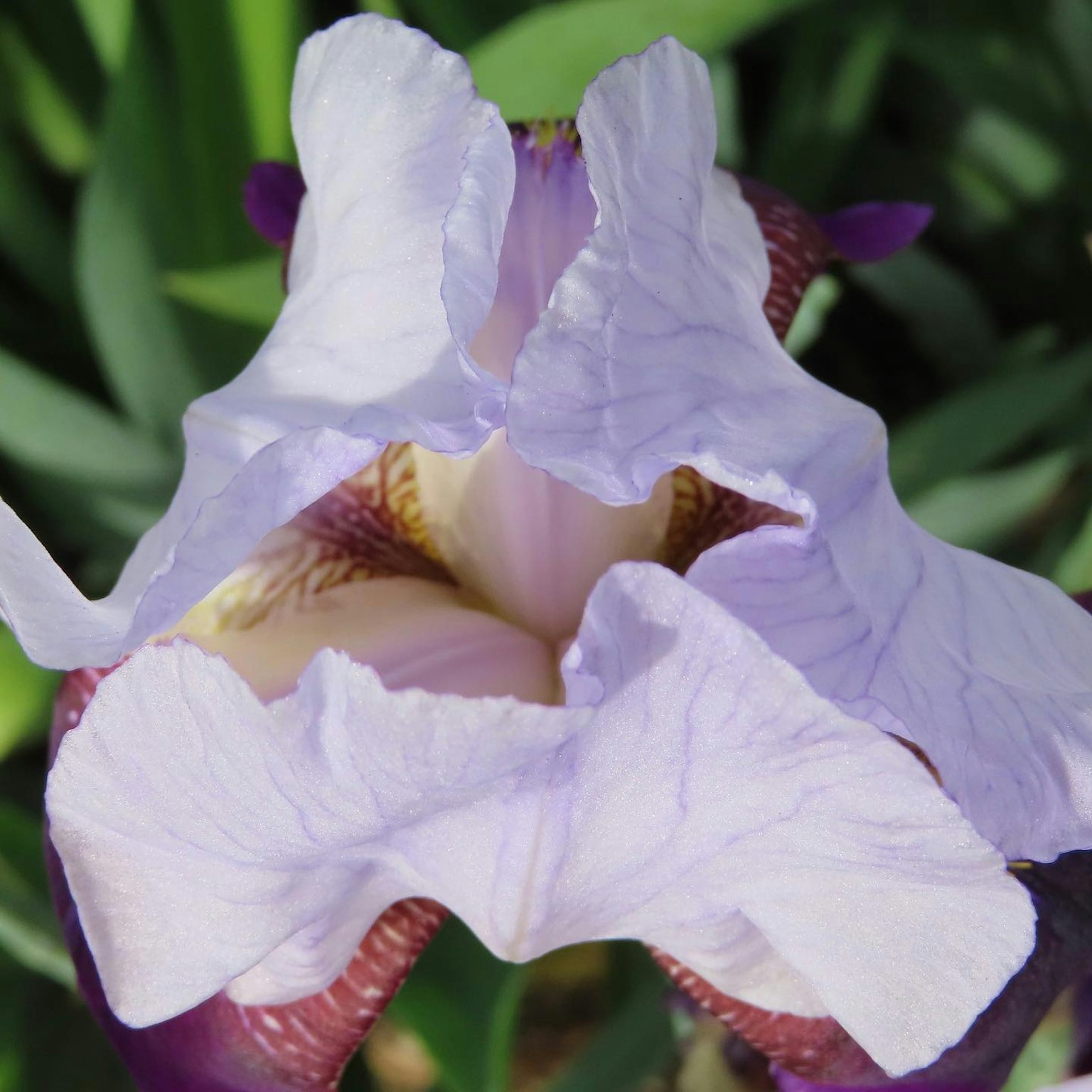 Primo piano di un fiore d'iris viola con petali ondulati
