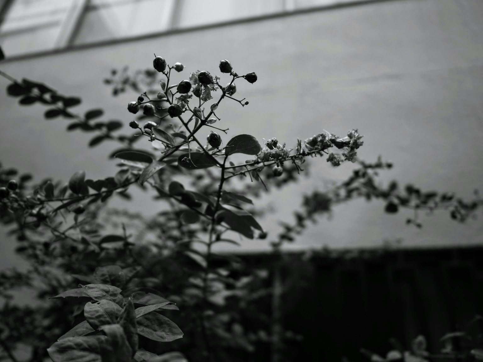 黑白植物照片，展示葉子和漿果