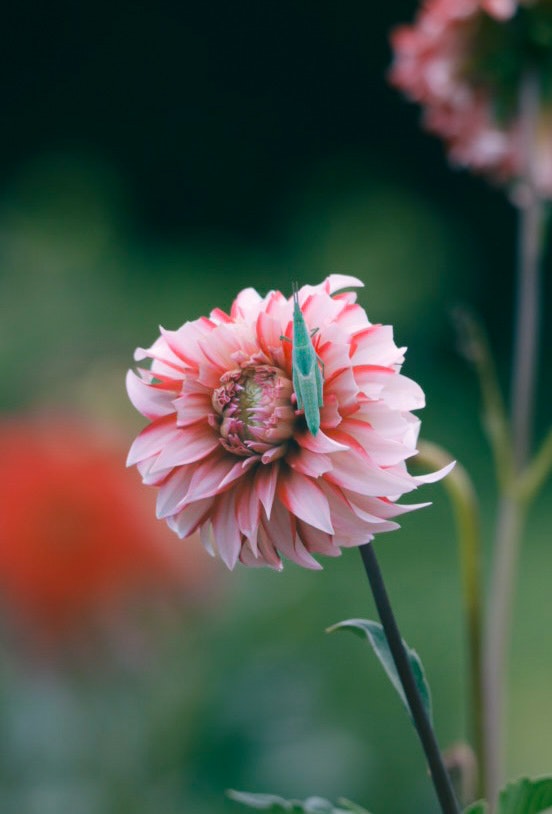 ピンクの花のクローズアップ画像