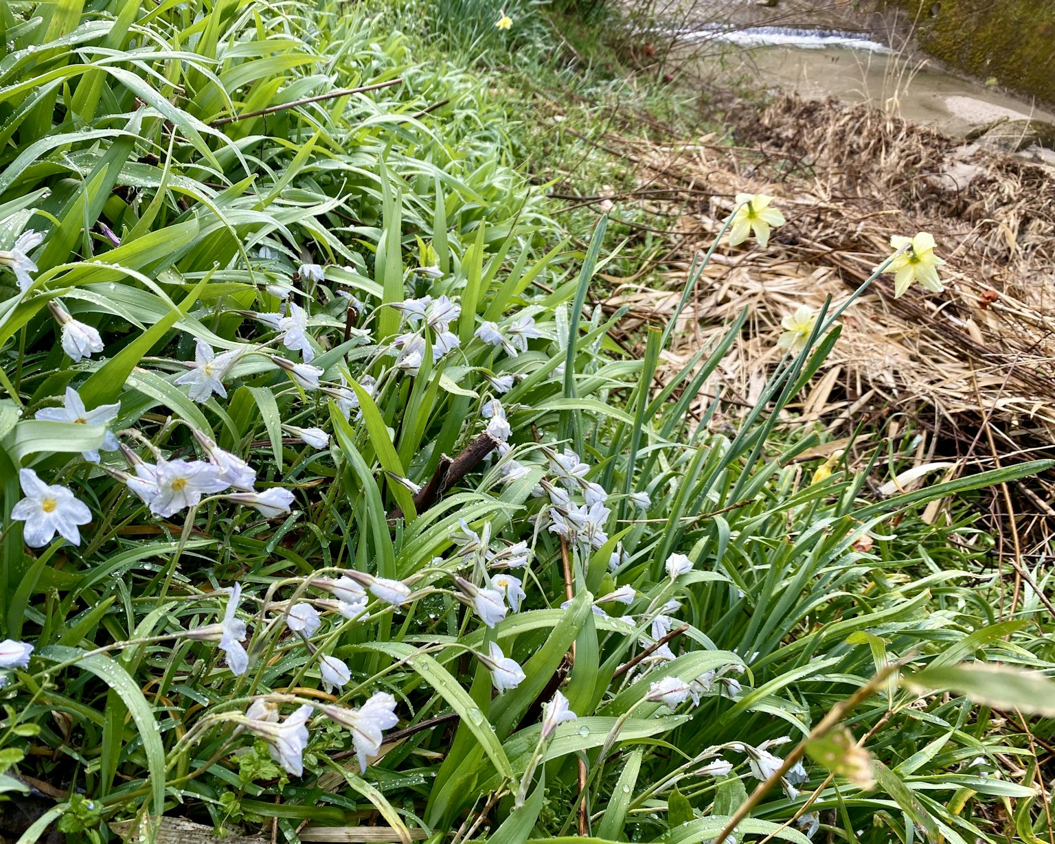Herbe verte avec des fleurs blanches près d'un ruisseau