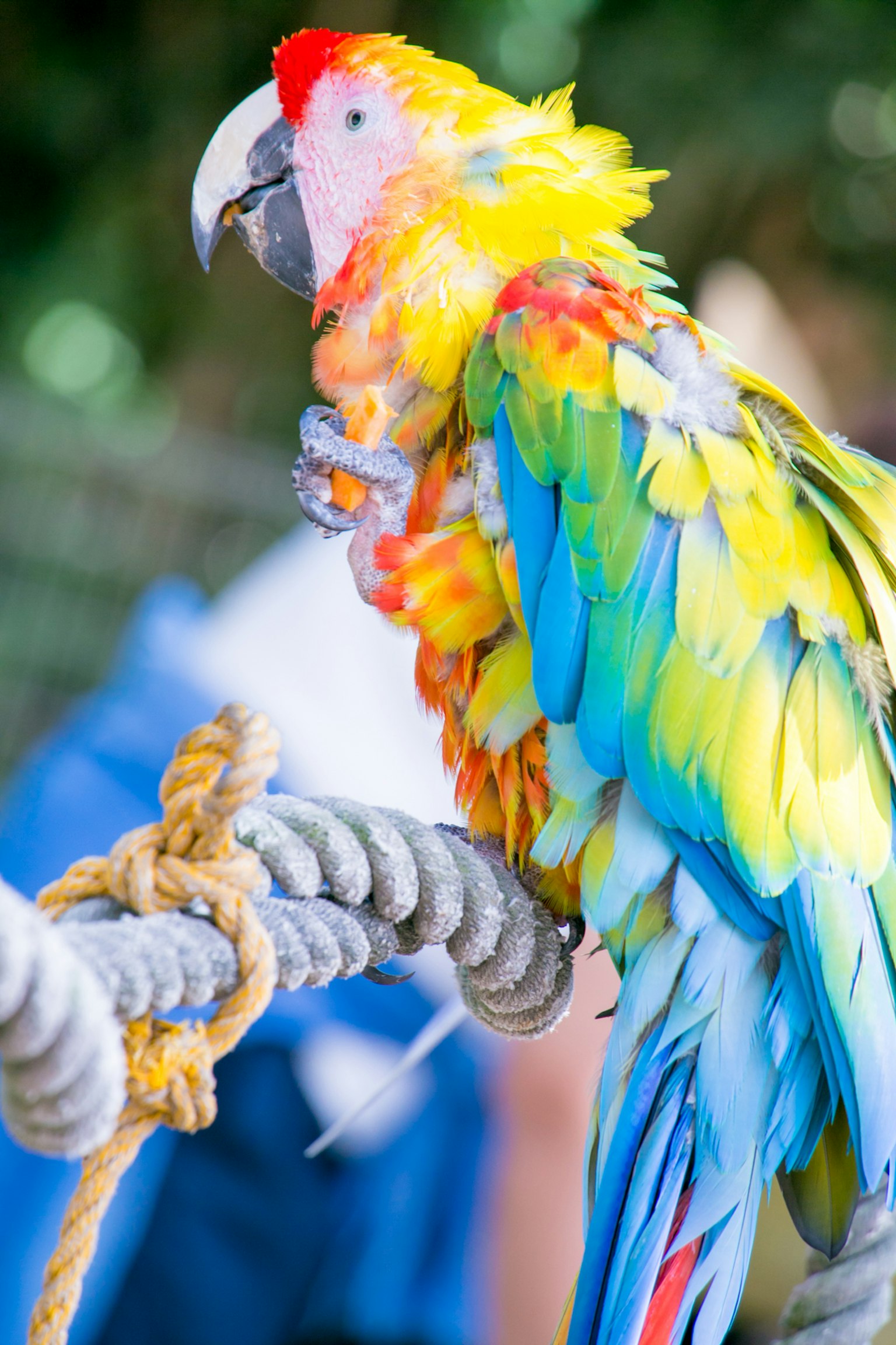 Colorful parrot perched on a rope