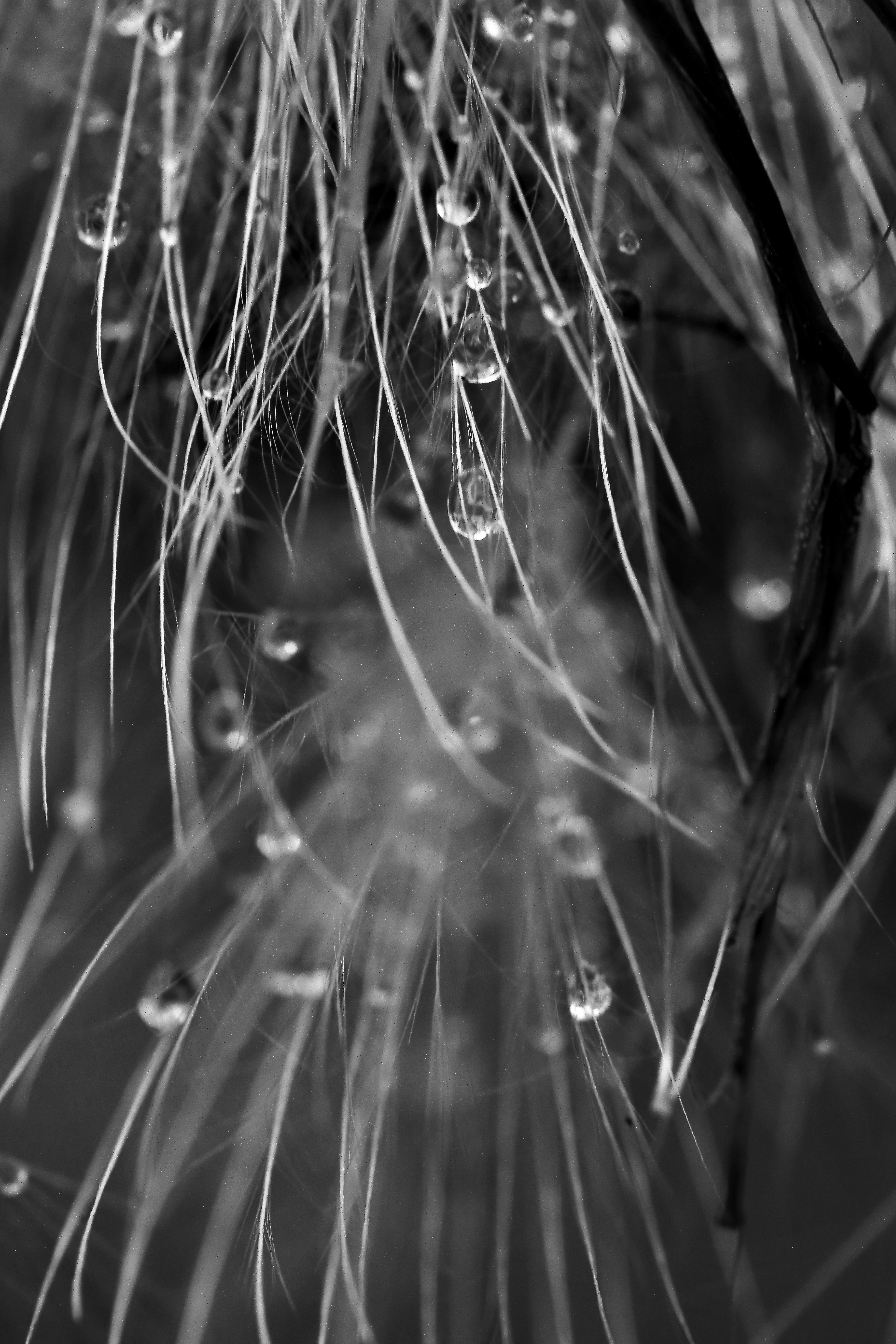 macro image of raindrops on dandelion seed fluff