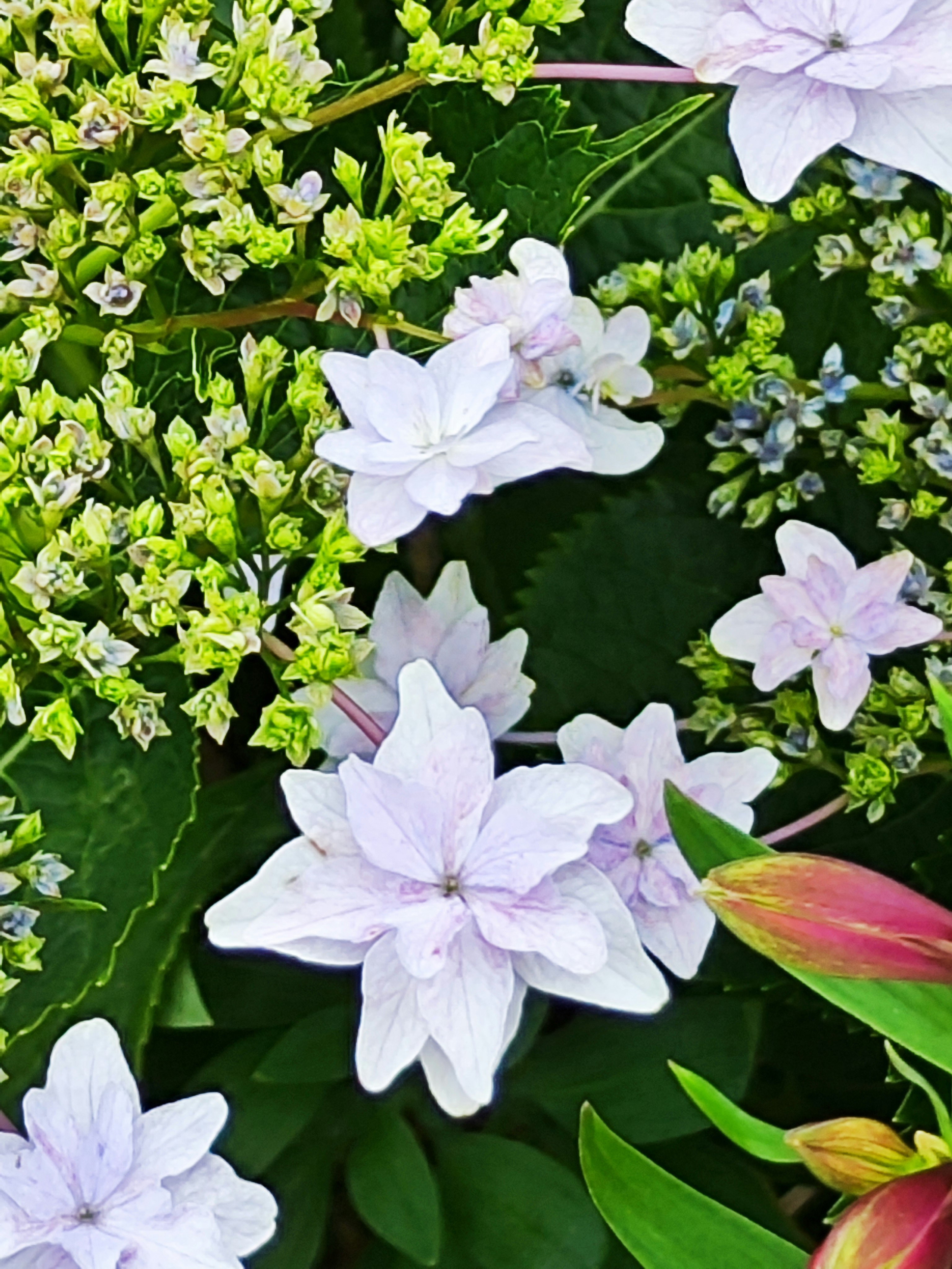 白い花と緑の葉が重なる花束のクローズアップ