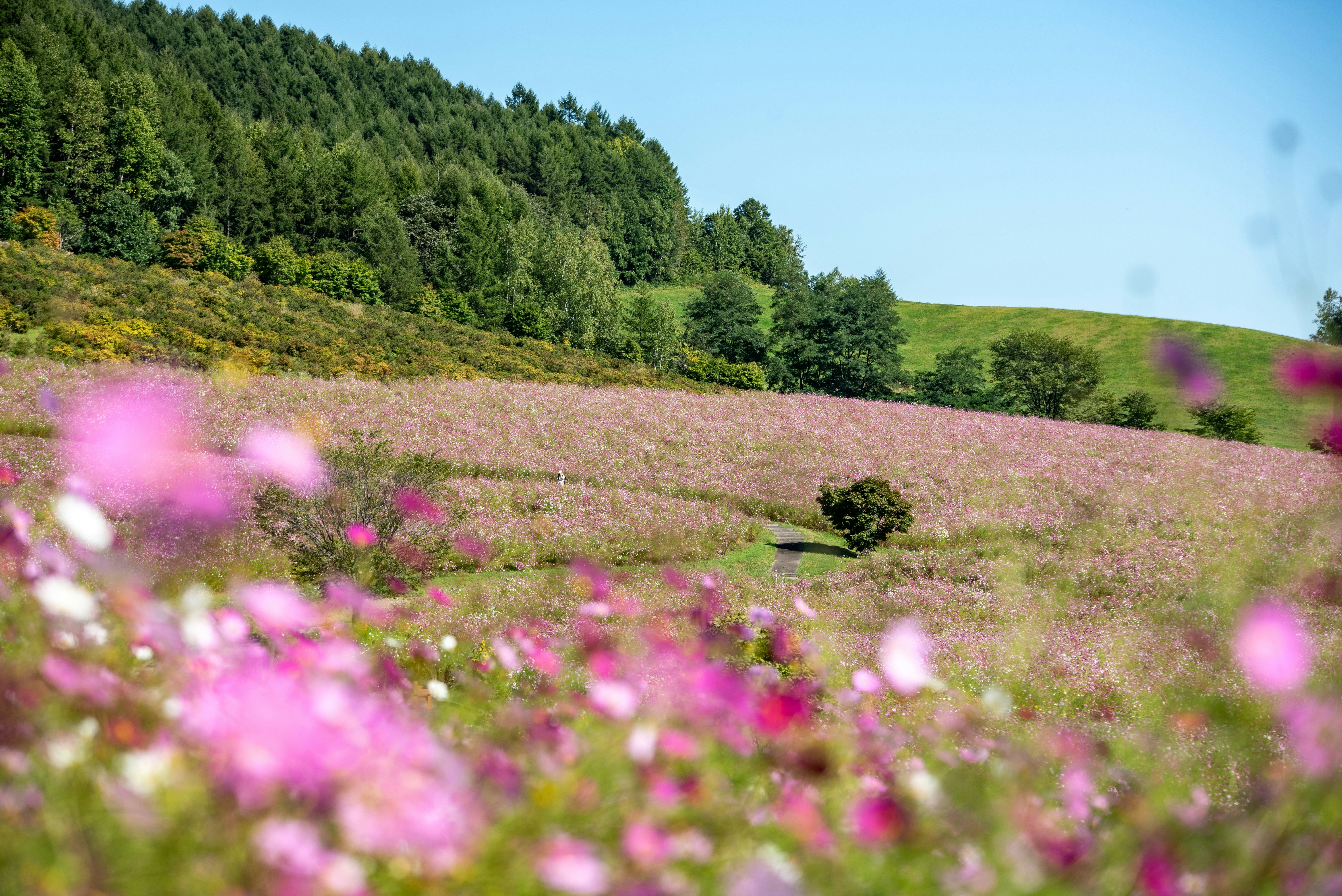 丘陵の花畑と緑の森が広がる風景