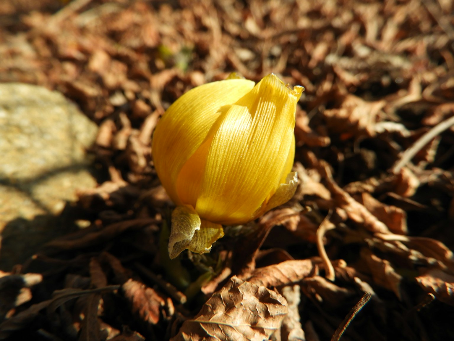Un bouton de fleur jaune émergeant du sol