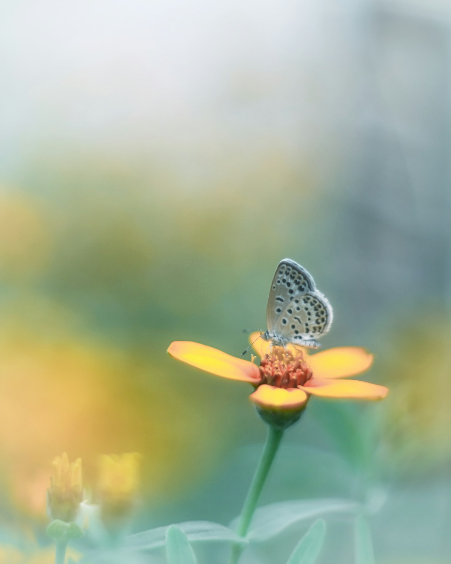 A beautiful butterfly resting on a yellow flower