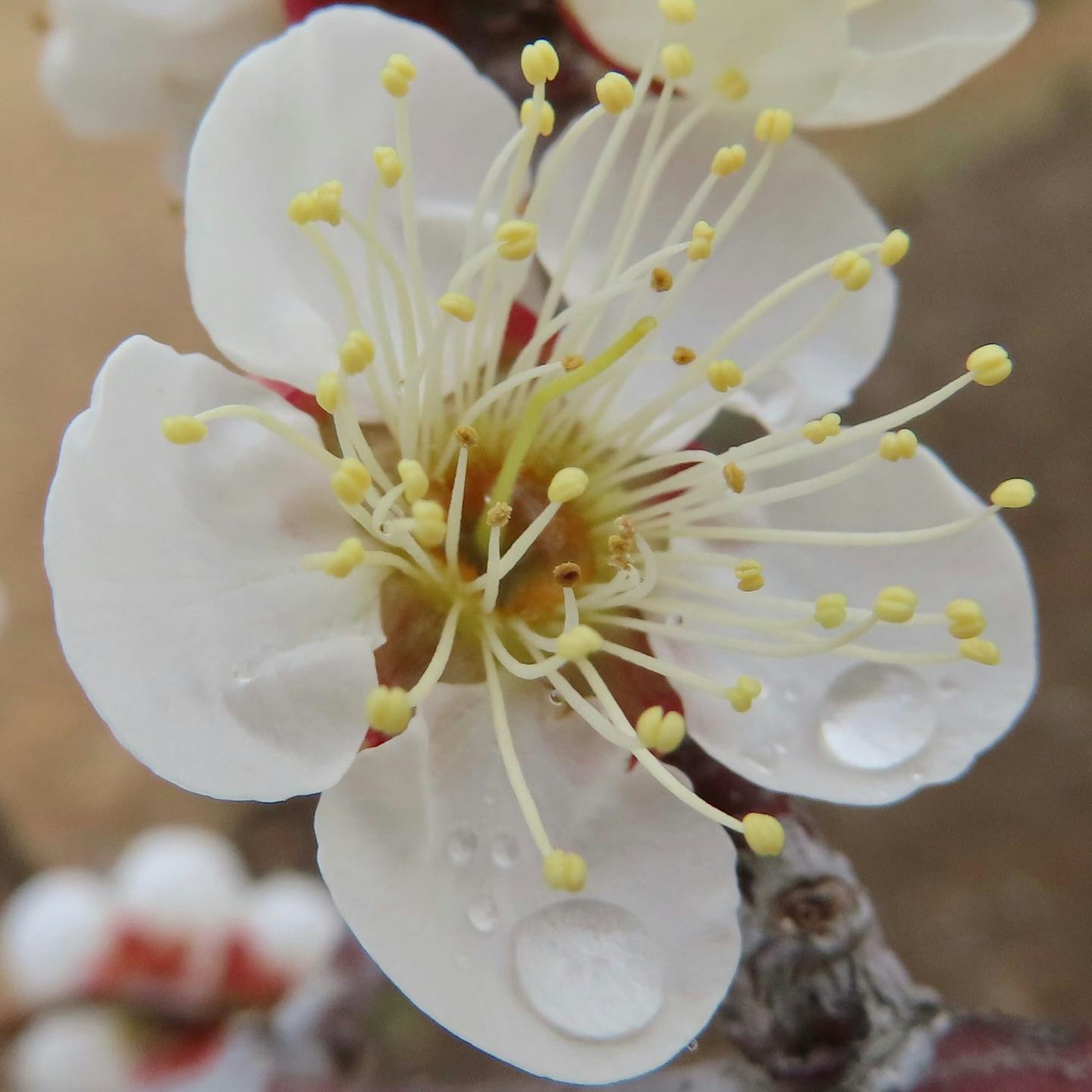 Nahaufnahme einer weißen Blume mit gelben Staubblättern und Wassertropfen