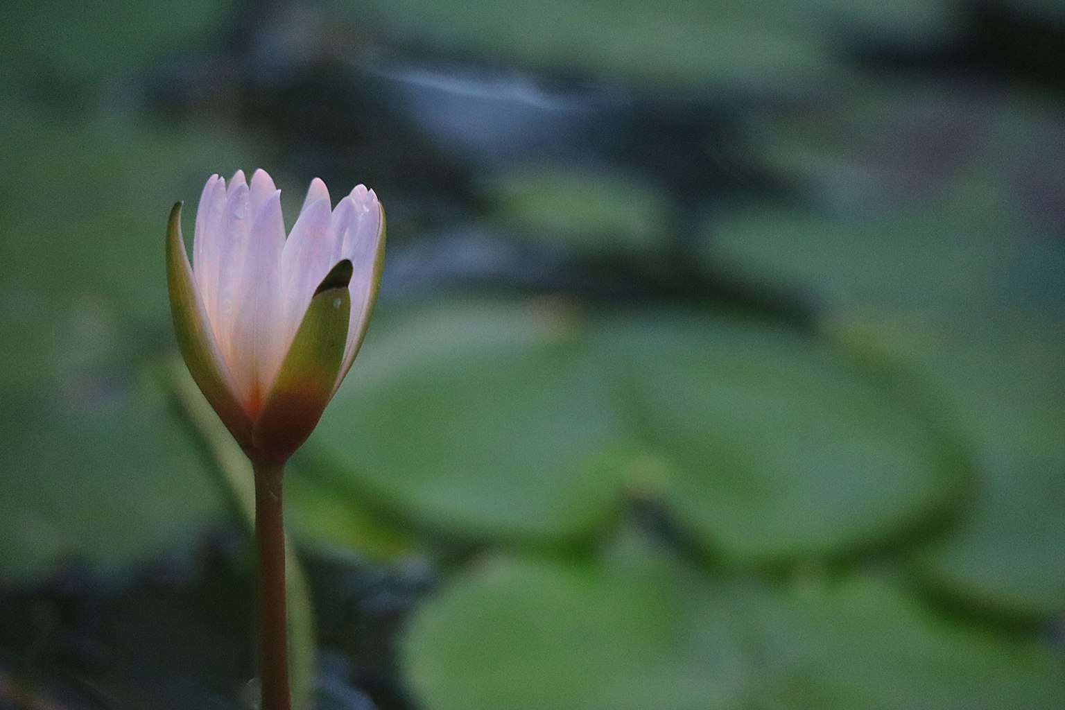 Bunga teratai yang indah mengapung di permukaan dengan daun hijau