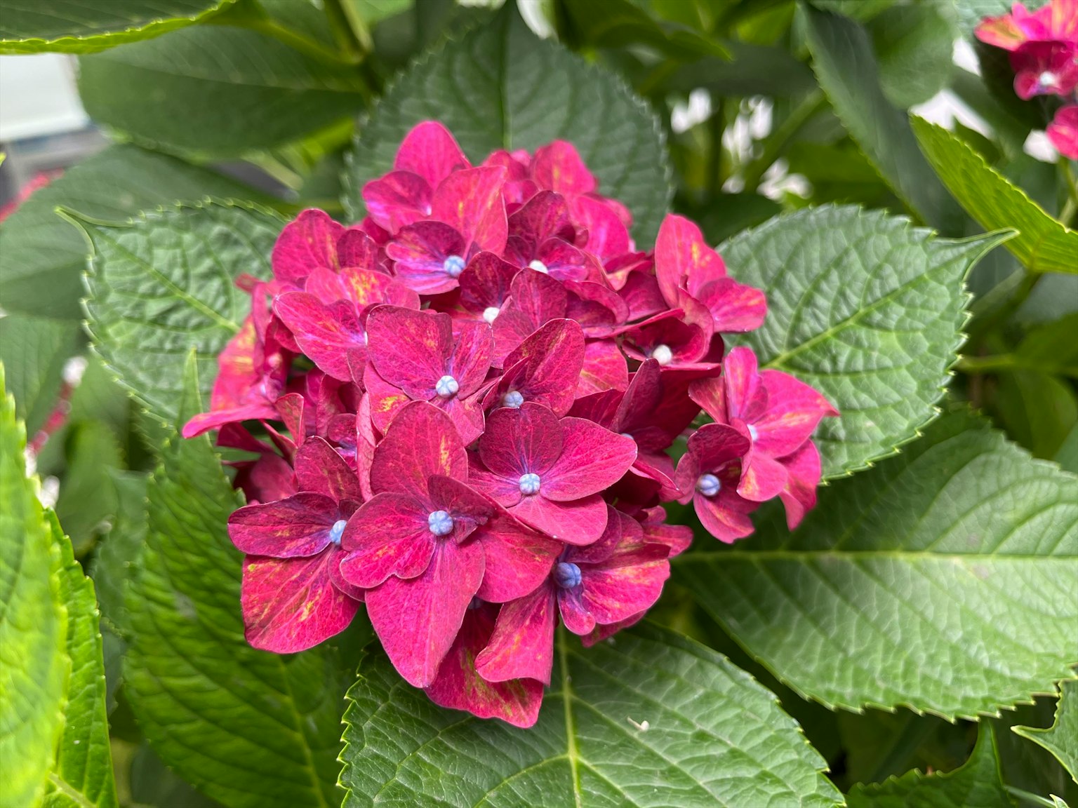 Nahaufnahme von lebhaften lila Hortensienblüten mit grünen Blättern