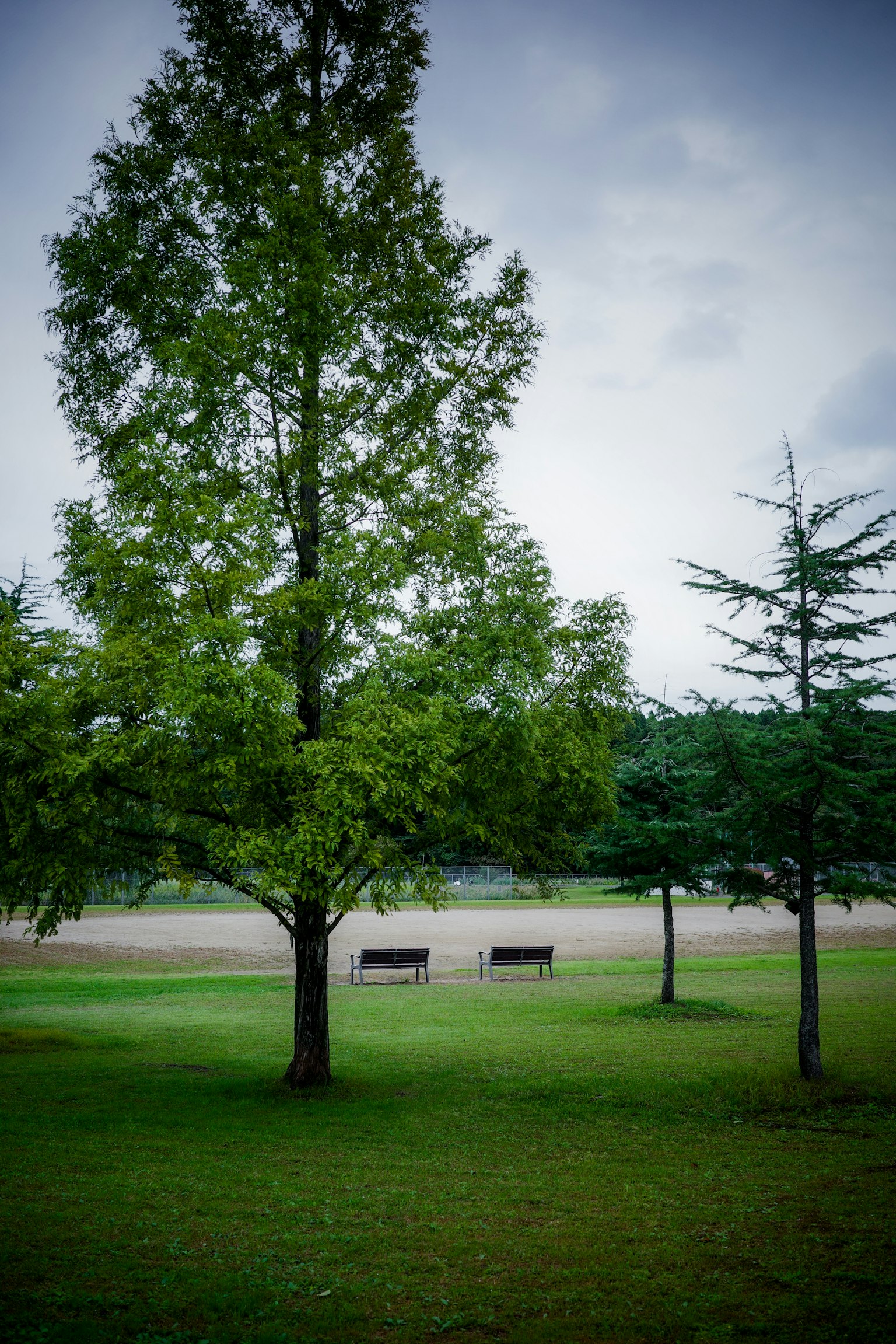 Escena de un parque verde con un gran árbol y dos bancos