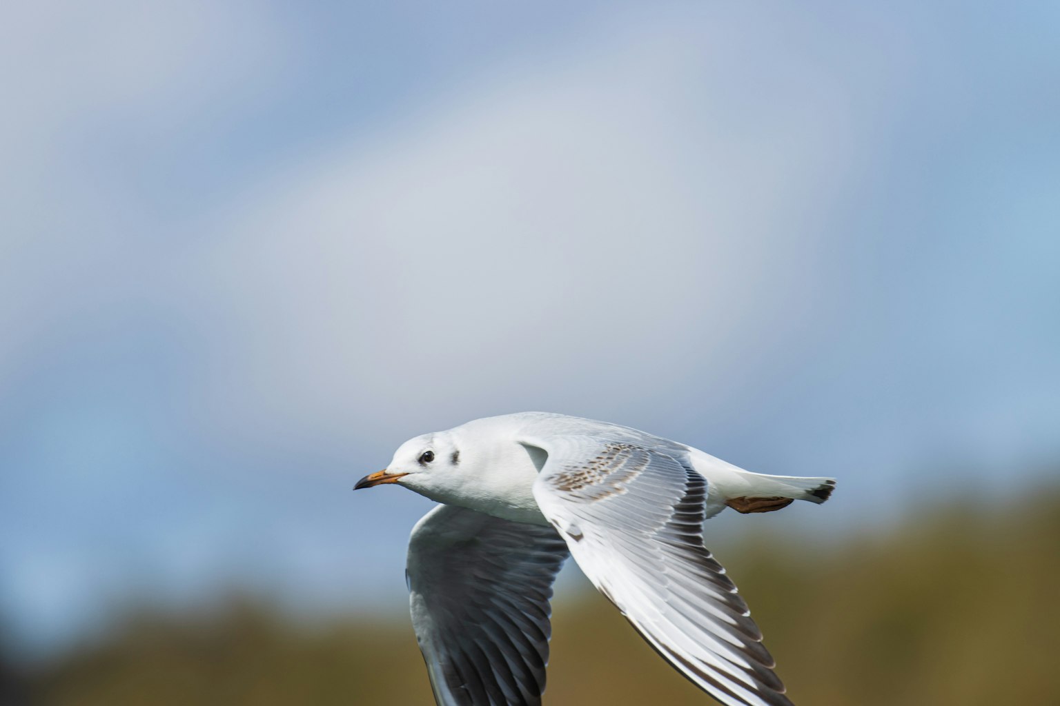 Una gaviota blanca volando con las alas extendidas
