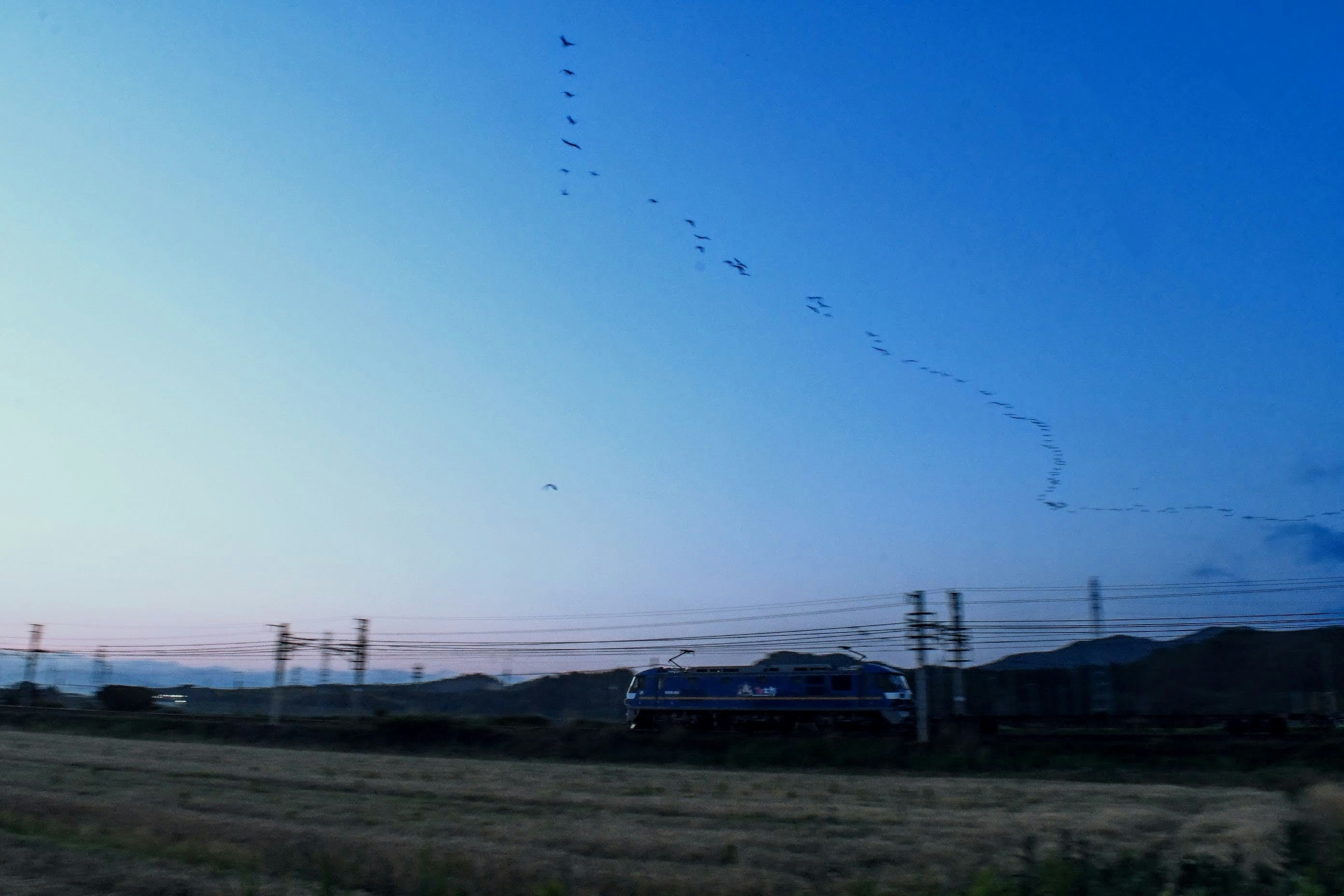 夜と朝の狭間に飛ぶ渡り鳥と貨物列車の走行風景