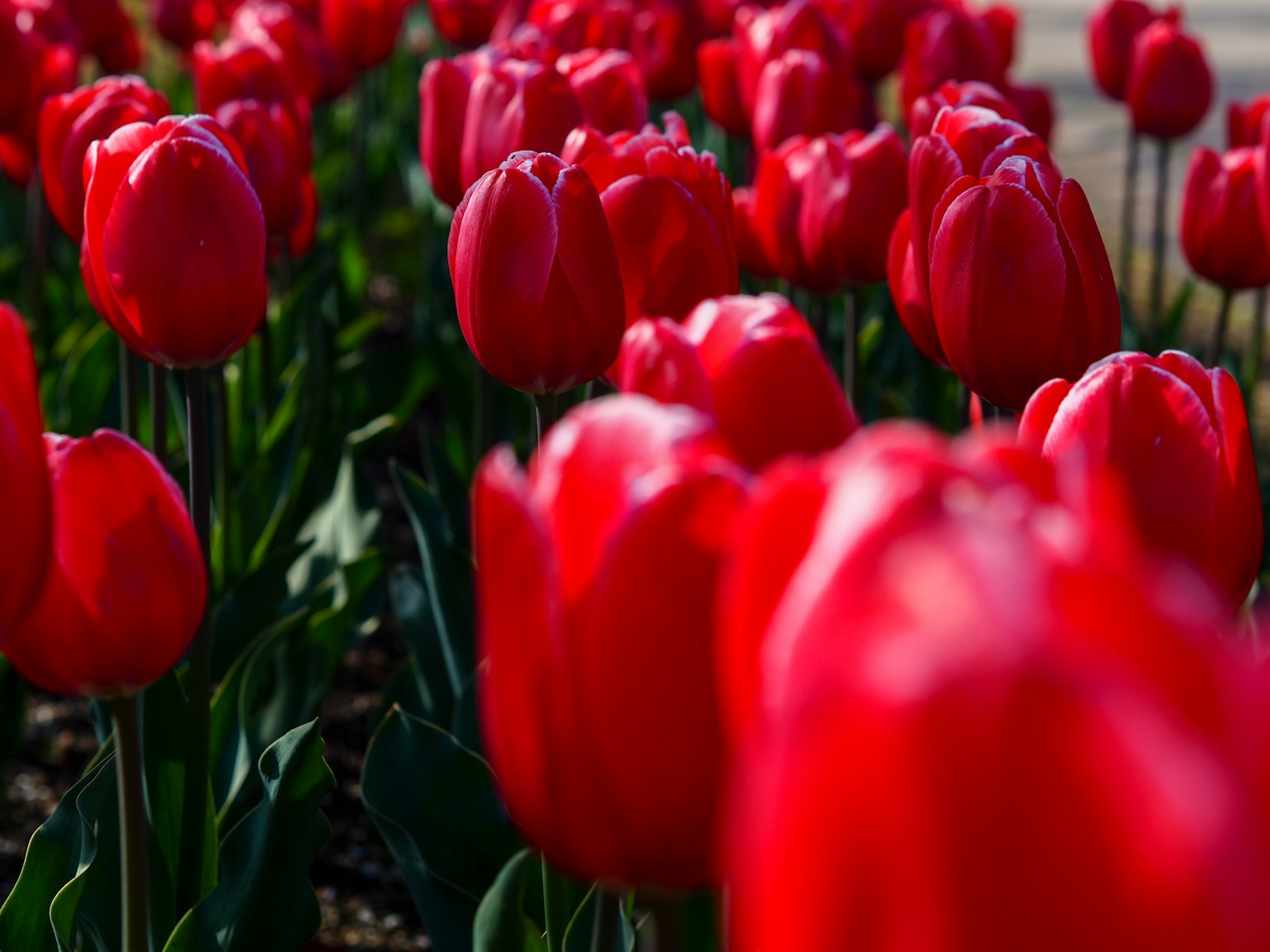 Tulipani rossi vibranti in fiore in un giardino