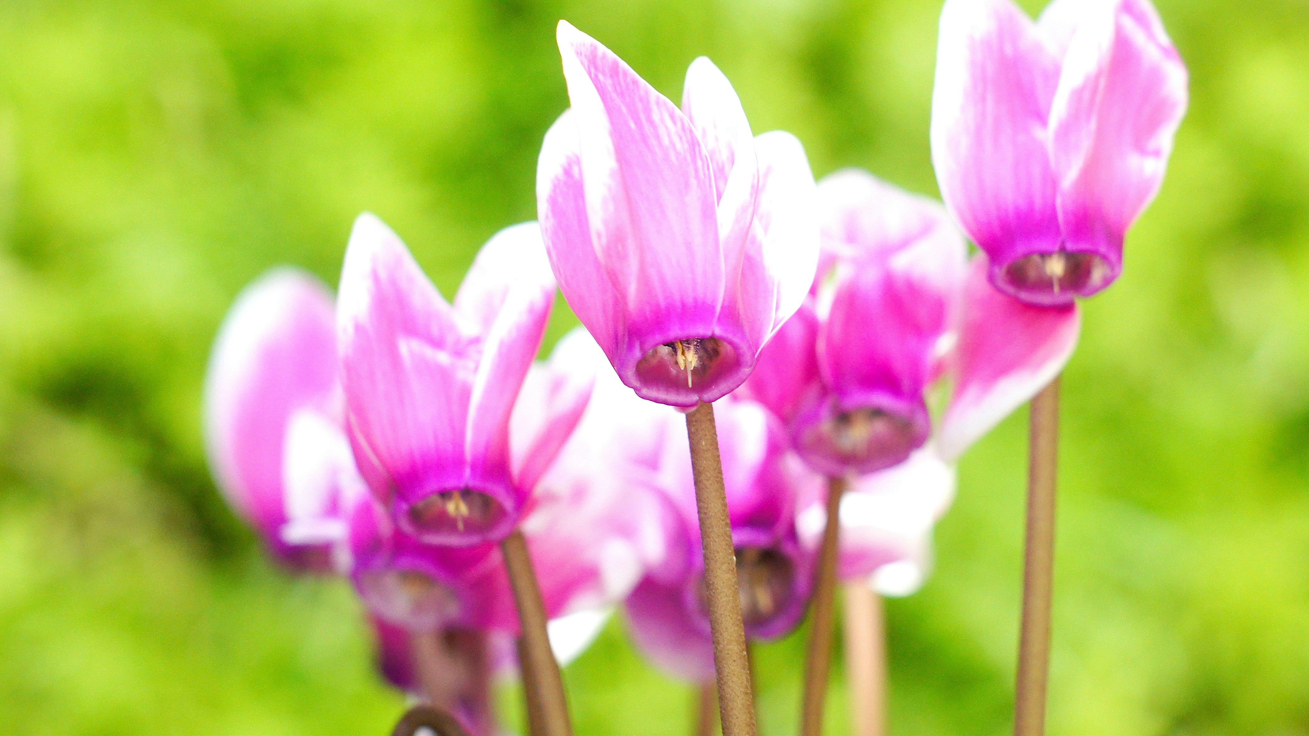 ピンクのガーデンシクラメンの花のクローズアップ