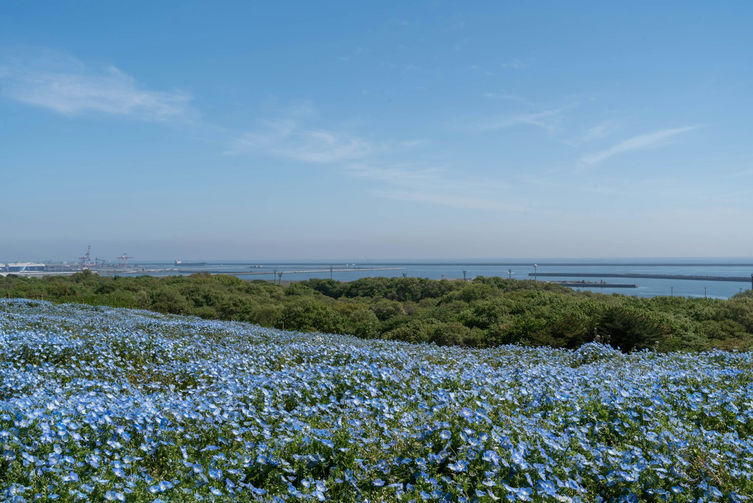 Weites Feld mit blauen Blumen und Meerblick