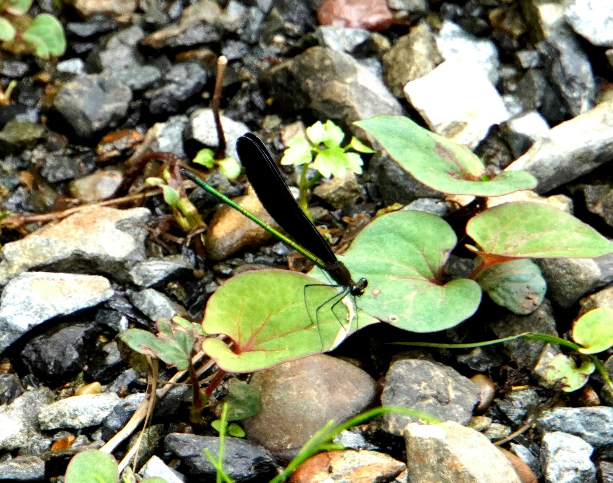 small green sprouts growing from between rocks
