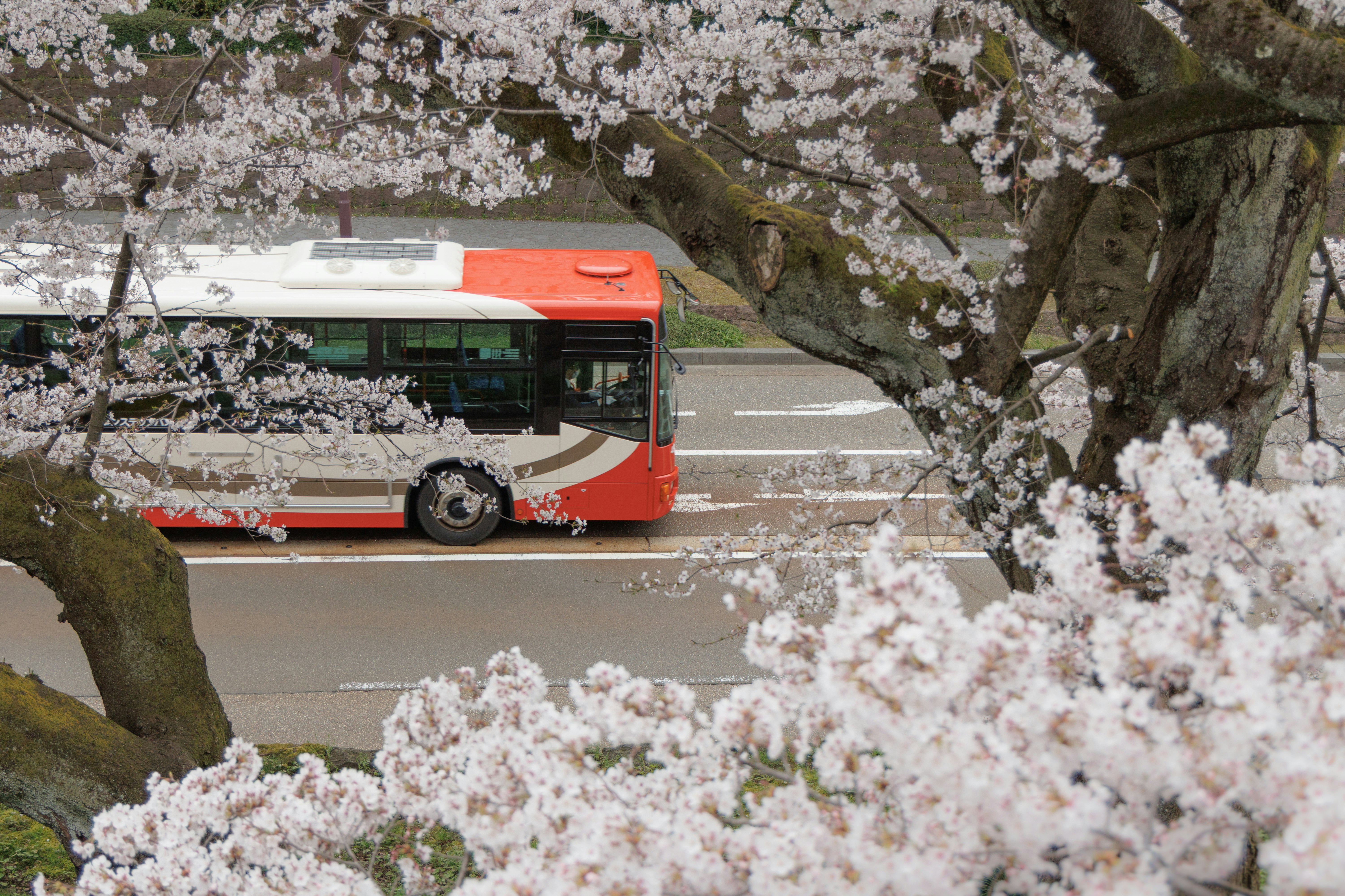 桜並木の下を走る路線バスと兼六園の景観