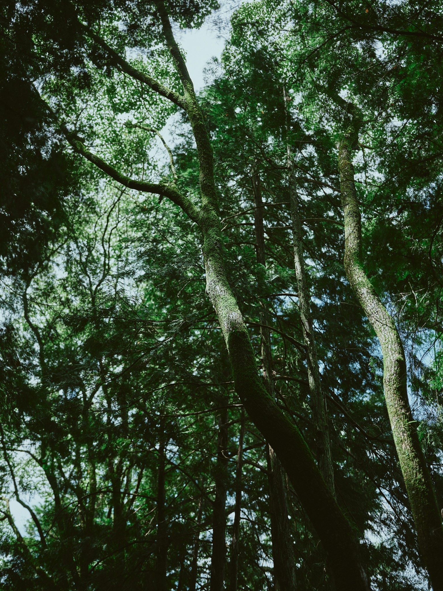 透过郁郁葱葱的绿色树木向上看，看到蓝天的景色