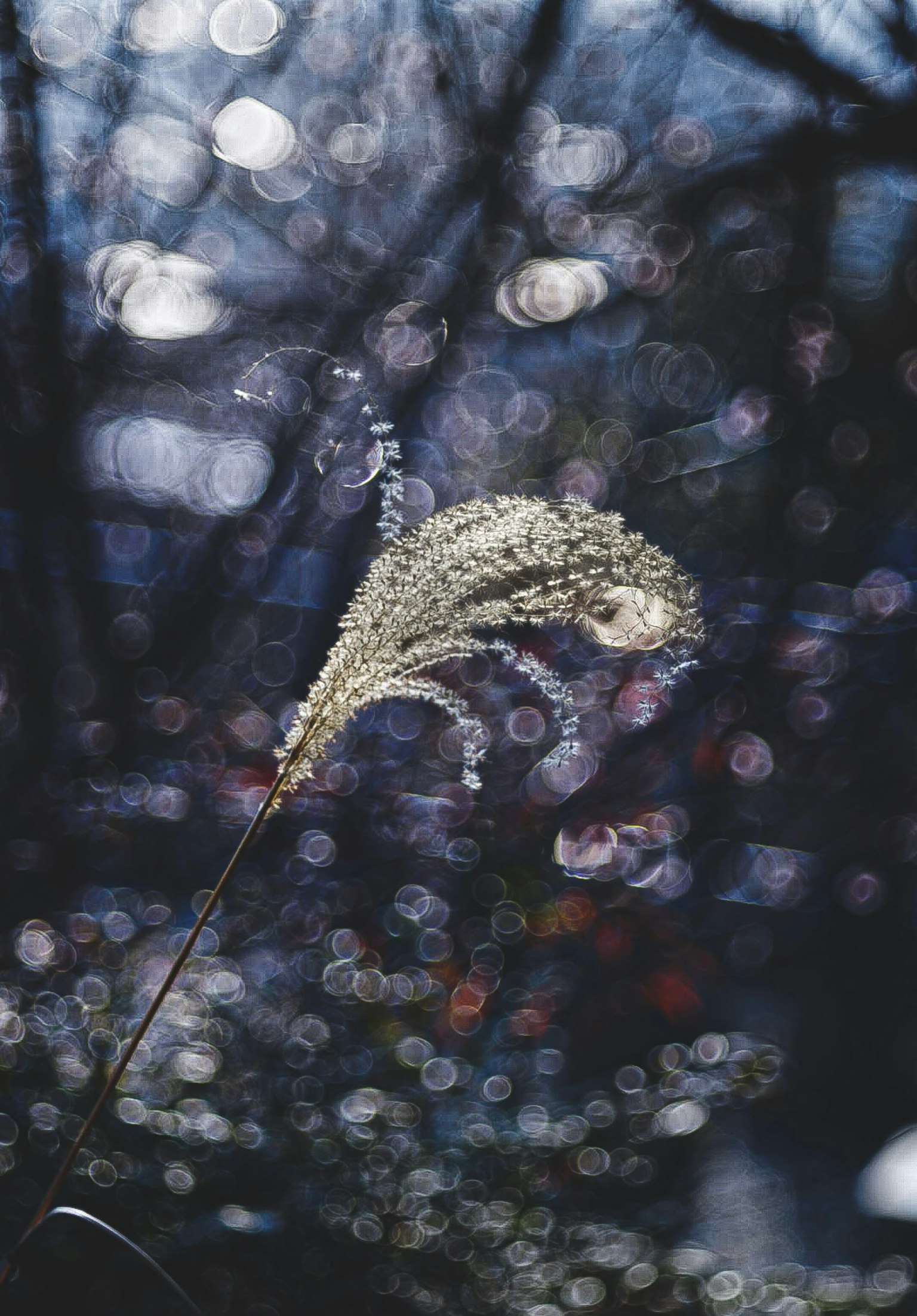 Frost-covered white grass plume stands out against a dark background