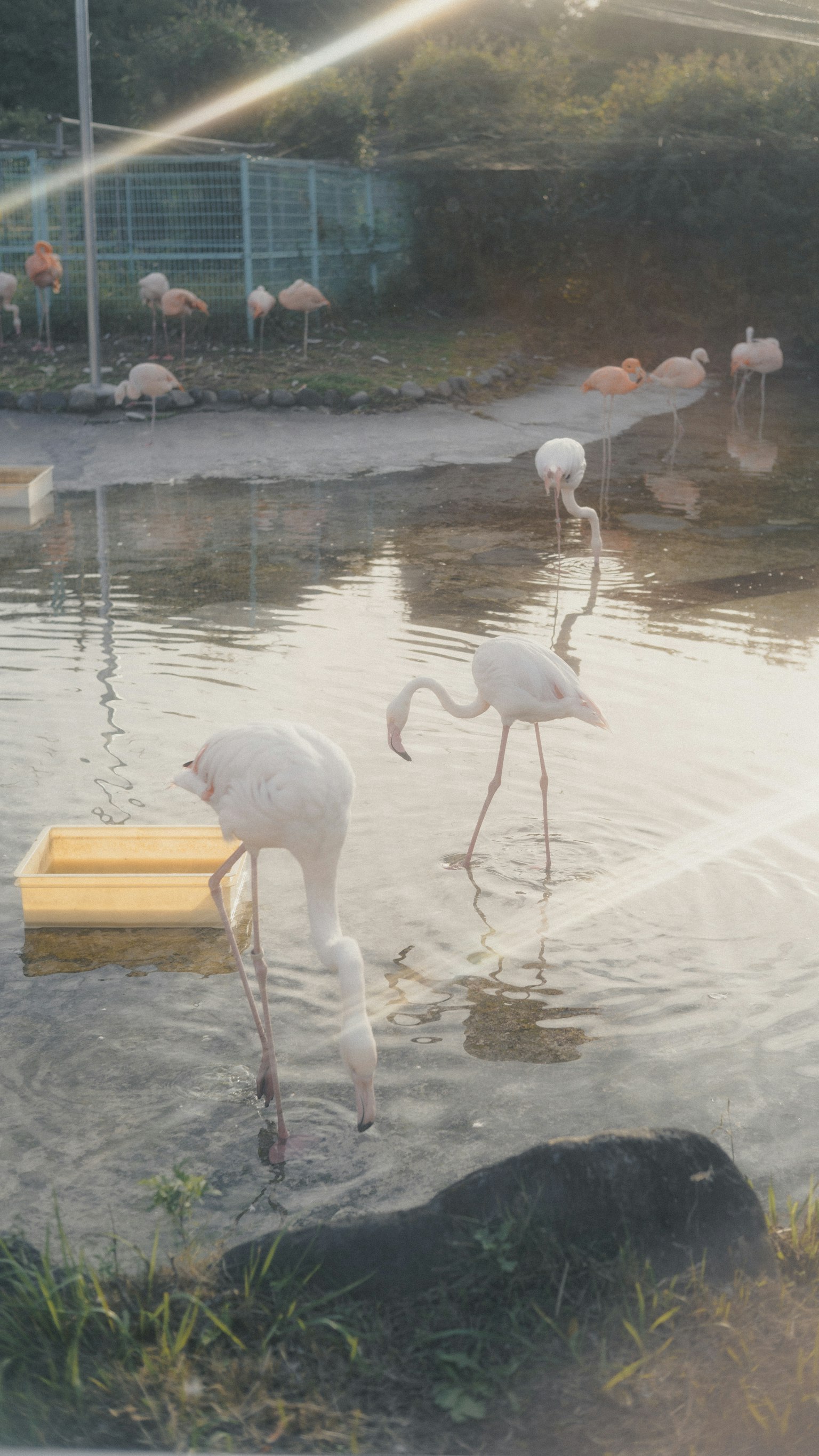 水辺でフラミンゴが歩いている風景 黄色い箱が水に浮かんでいる