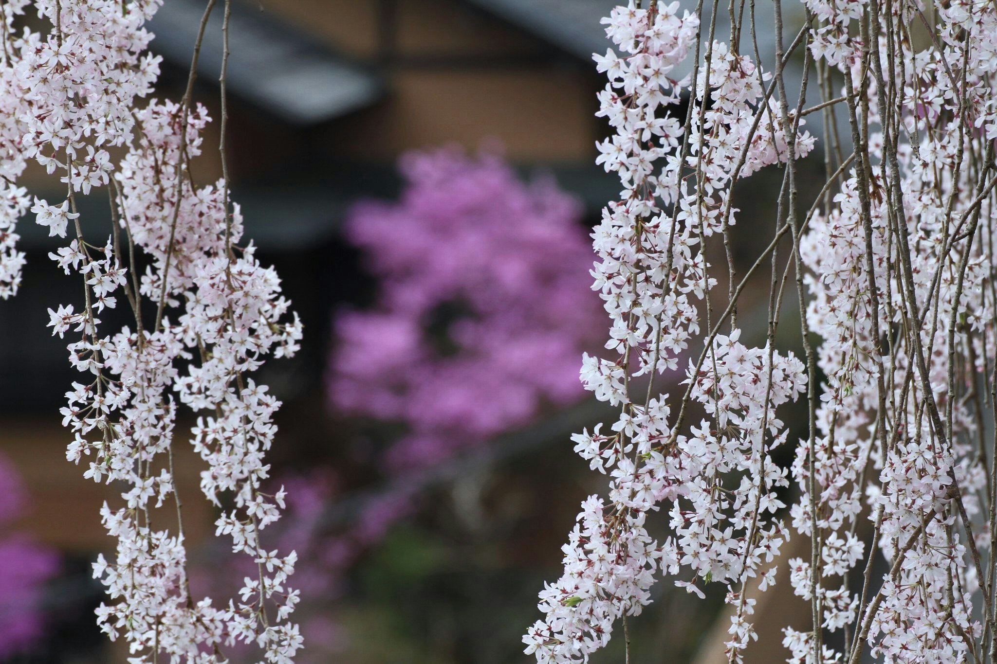 室内花艺中前景的白色樱花