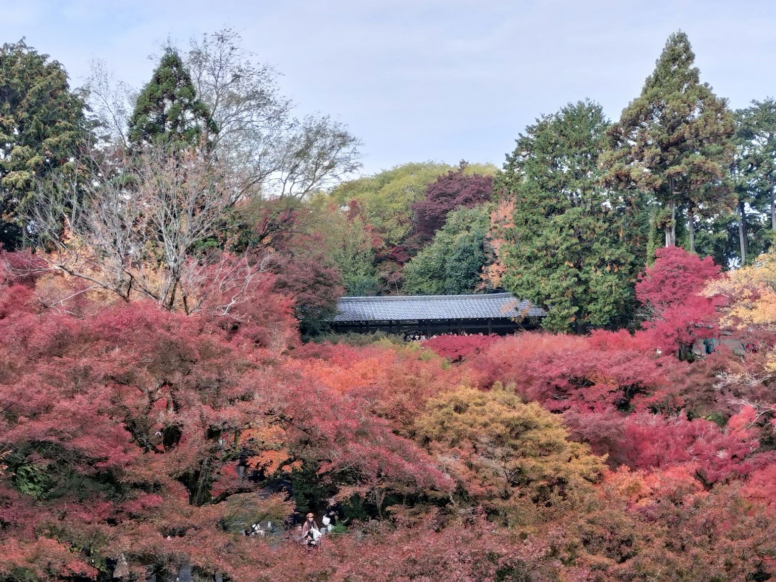 被秋季树叶环绕的建筑风景