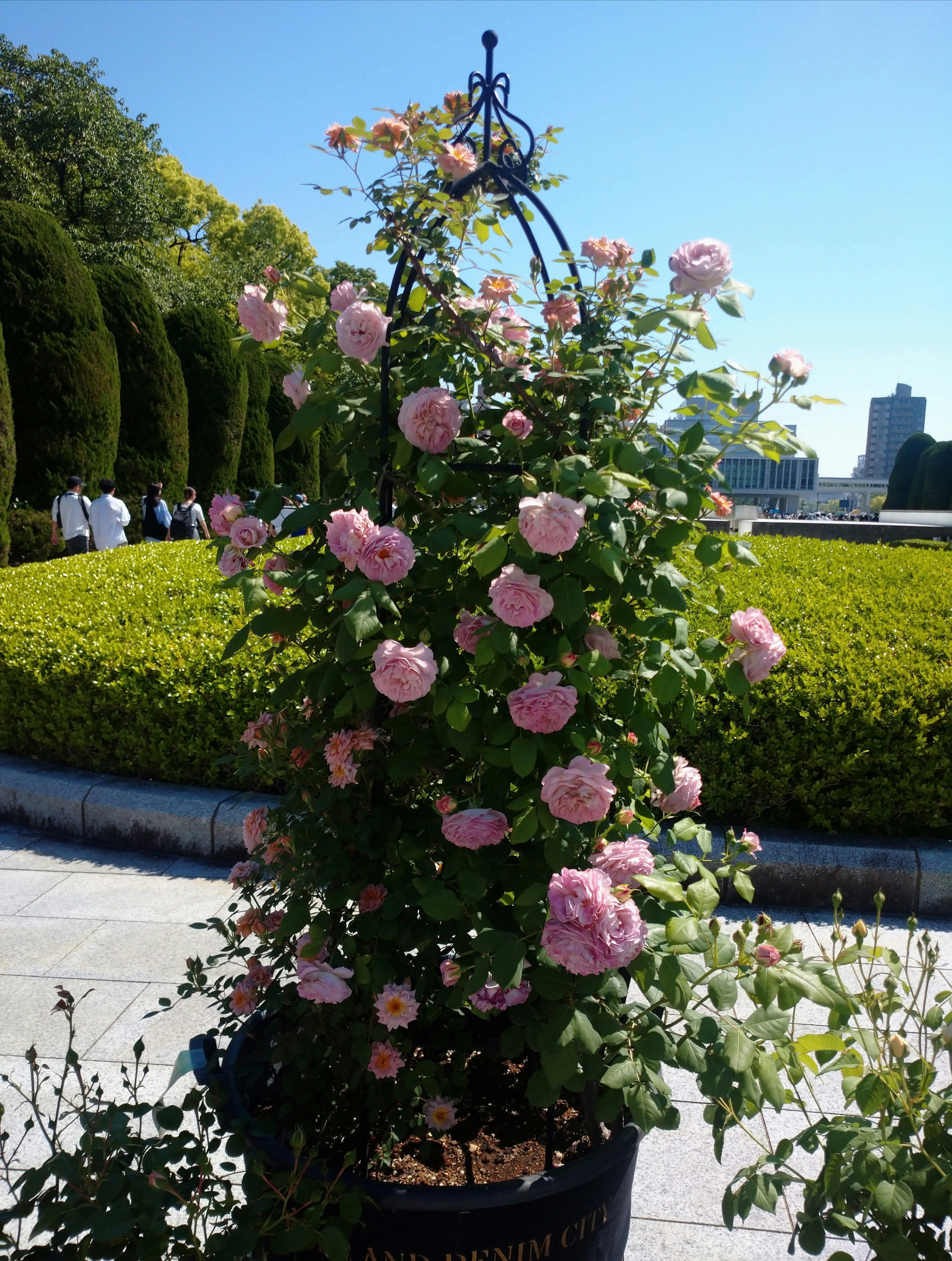 平和公園の花壇に咲くピンクのバラの花