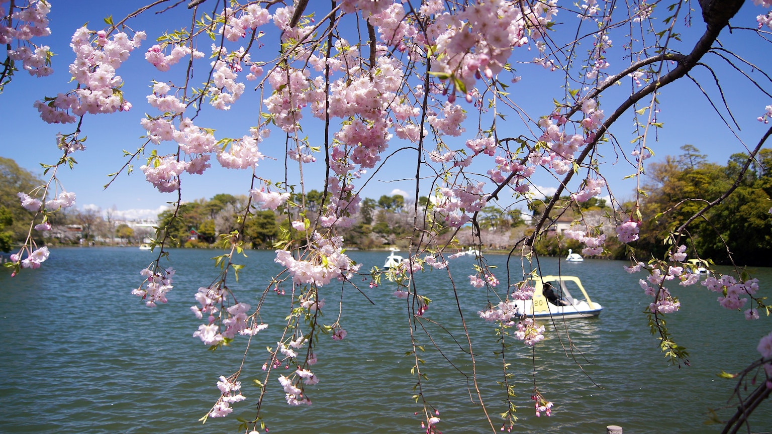 Bella scena di fiori di ciliegio che pendono sull'acqua con una barca che deriva su un lago tranquillo