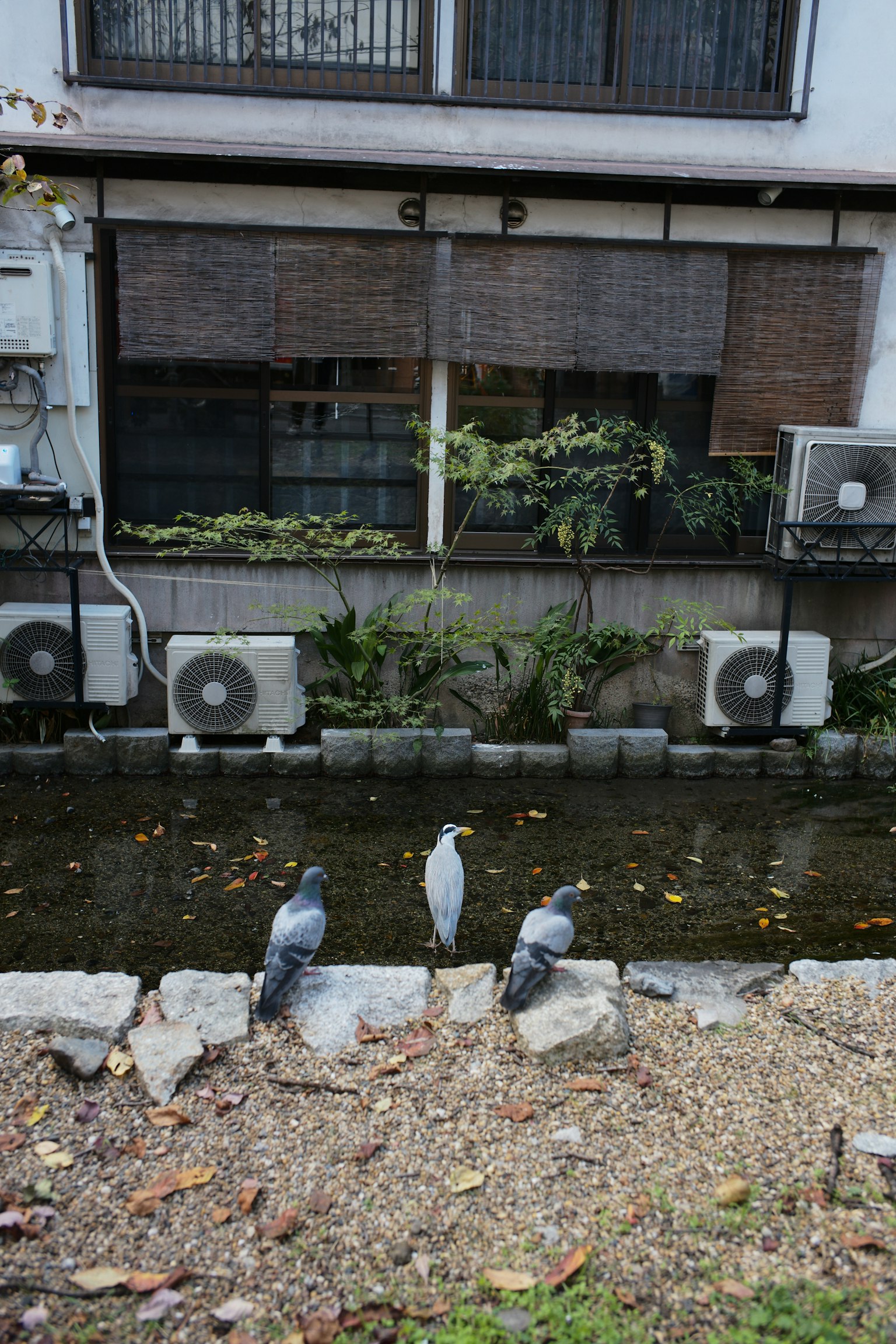 Three birds standing near a river with air conditioning units on a building