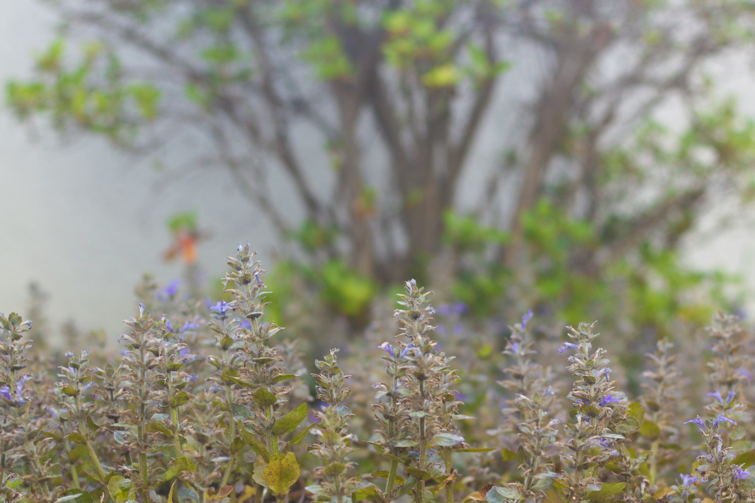 Mist-covered landscape featuring purple flowers and green foliage