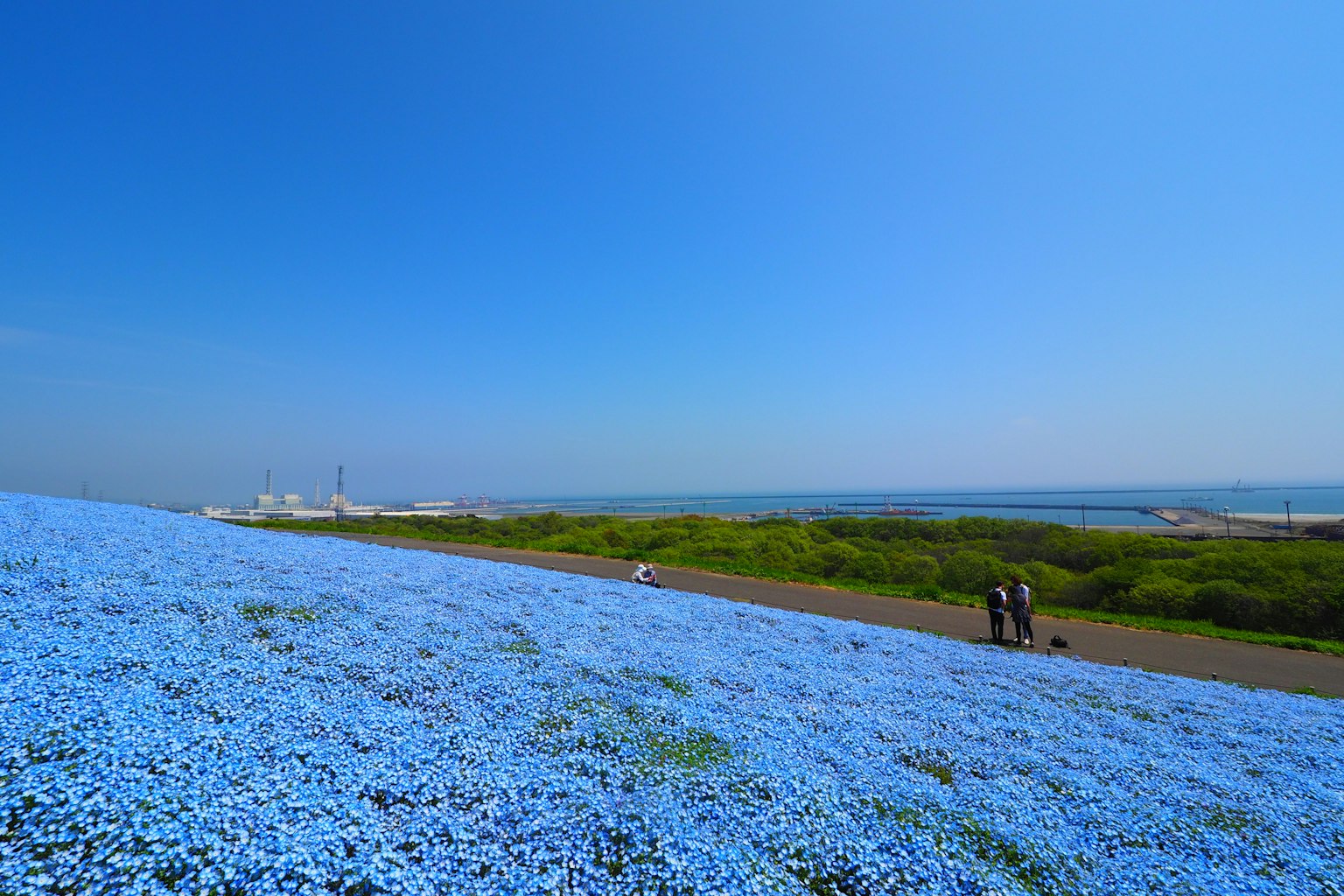 Una colina cubierta de flores azules bajo un cielo azul claro