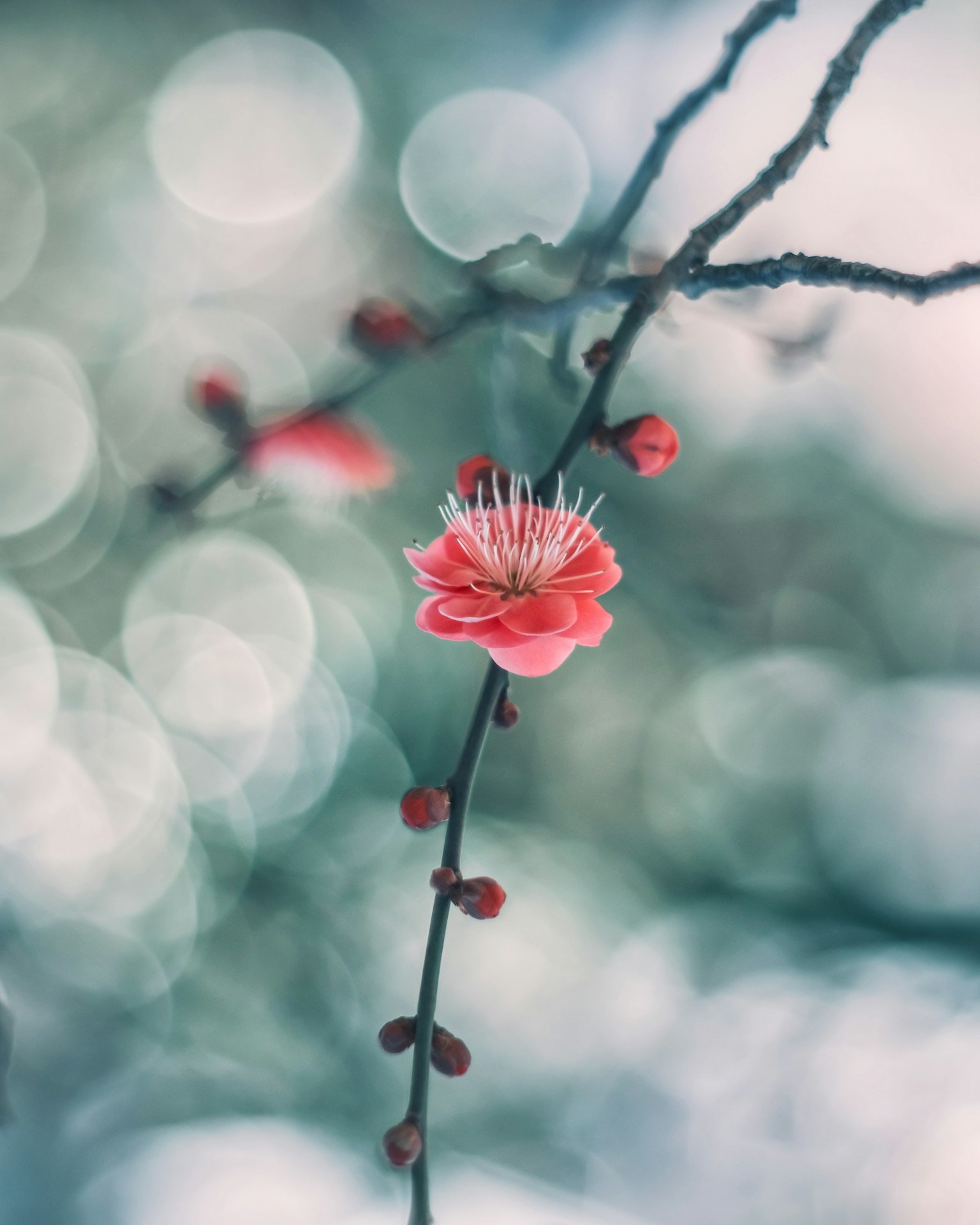 Fiore di pruno rosso con boccioli su uno sfondo blu chiaro