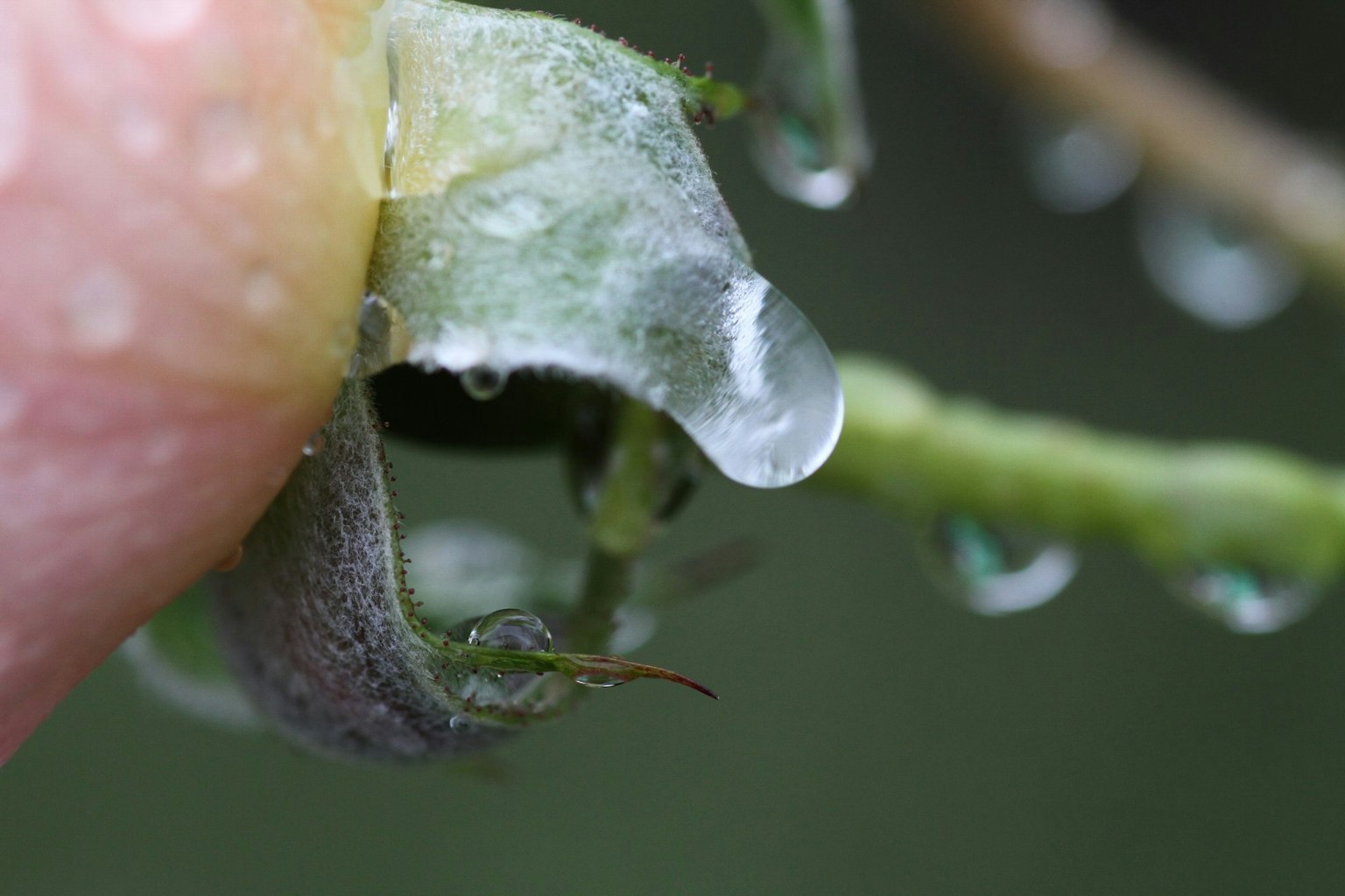 Primer plano de una hoja de planta con gotas de agua