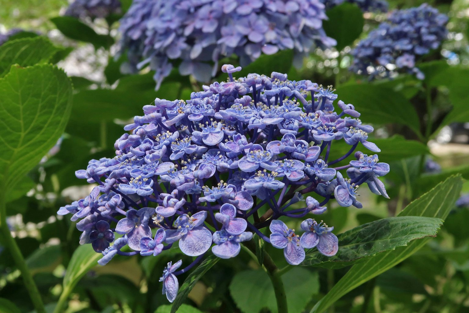 Nahaufnahme von blau-lila Hortensienblüten