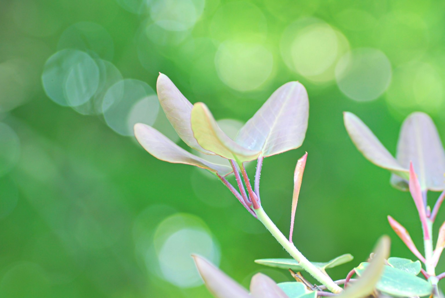 Feuilles violettes délicates sur fond vert flou