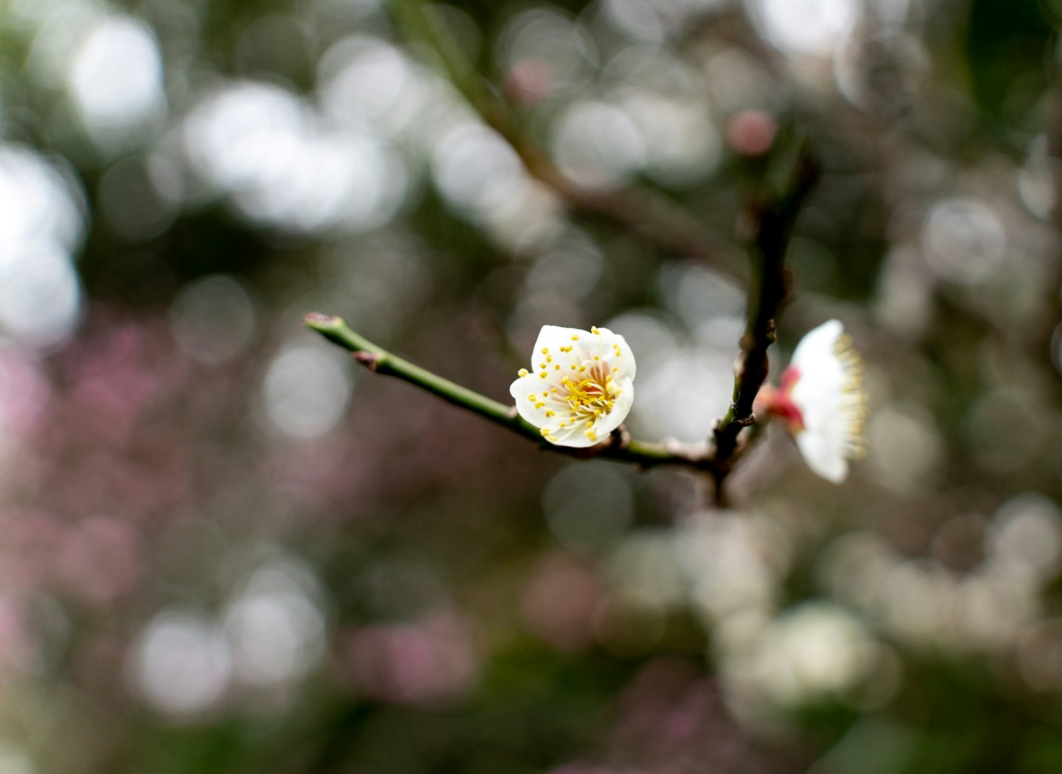 Ramo di un albero di prugne con fiori bianchi e sfondo sfocato