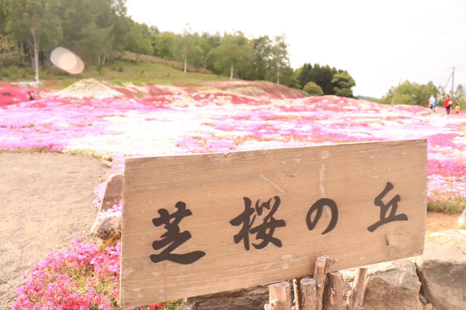 Papan Shibazakura di bukit yang dipenuhi bunga berwarna-warni