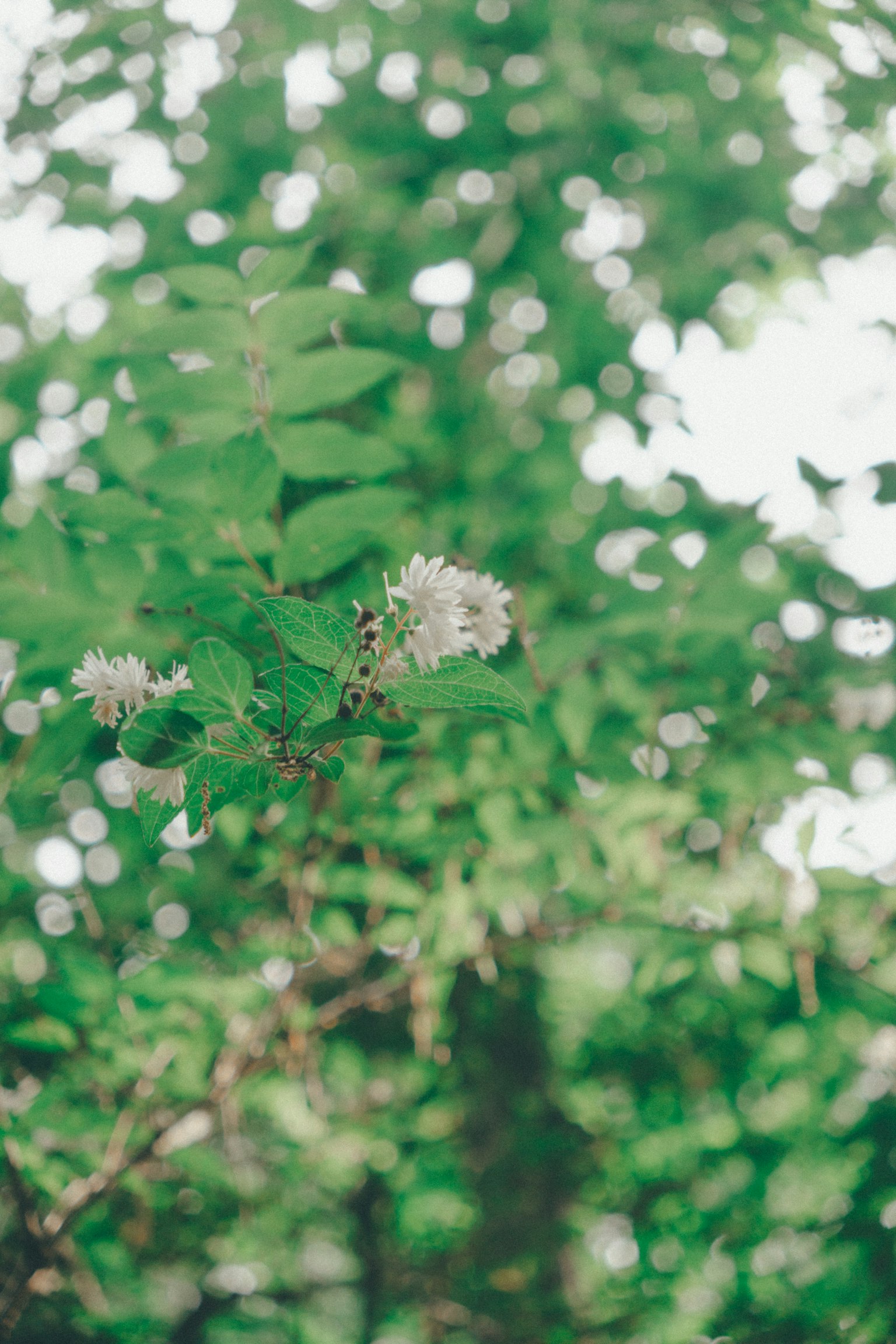 A branch with white flowers surrounded by green leaves