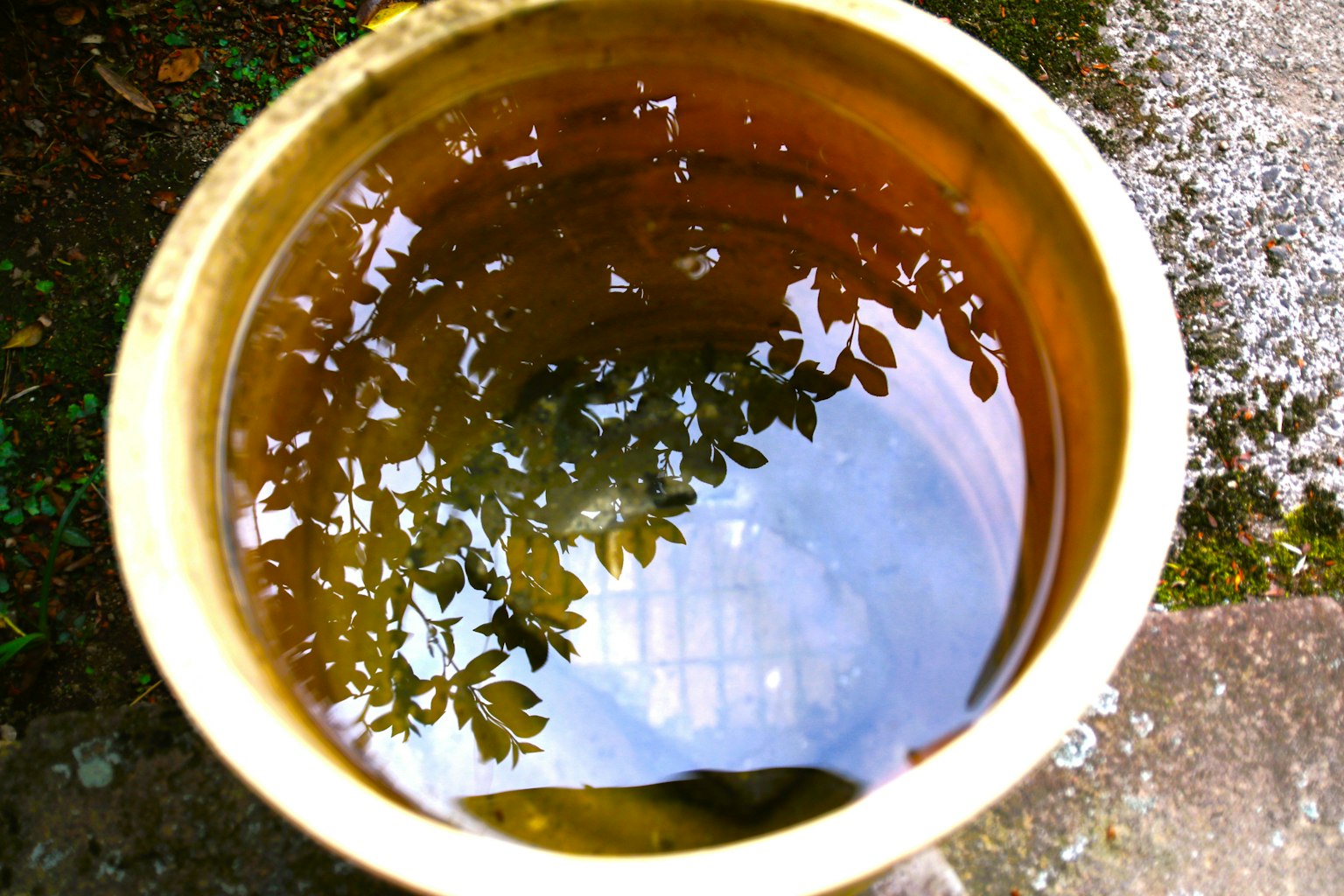 Metal pot with water reflecting leaf shadows