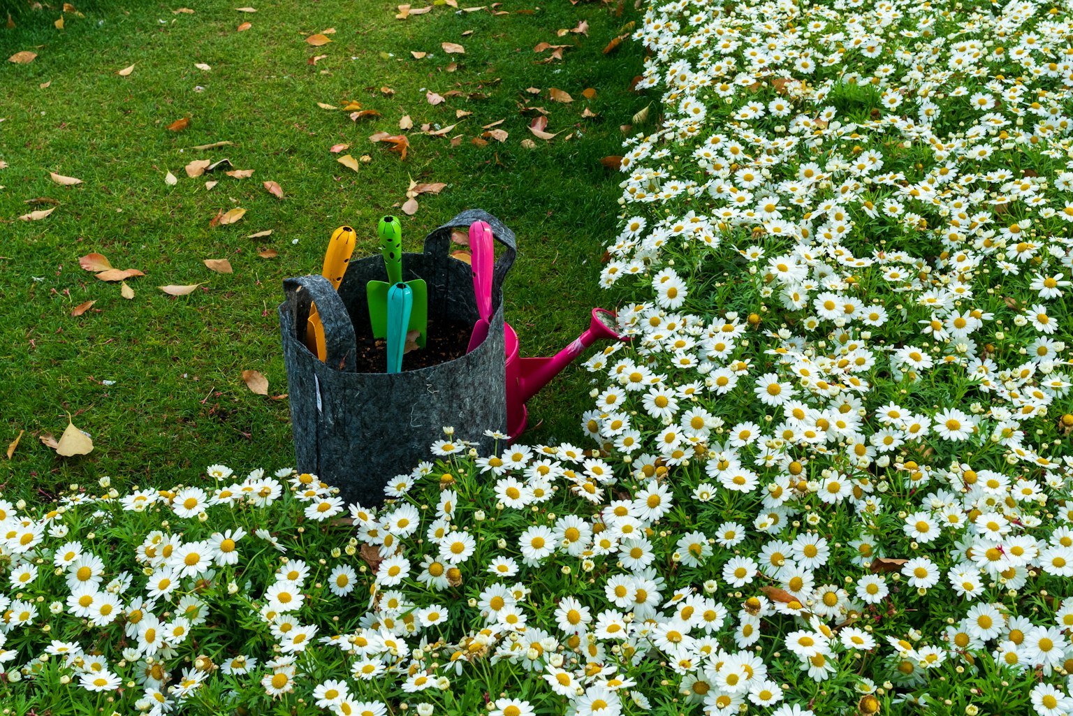 Strumenti da giardinaggio colorati in un cesto circondato da fiori bianchi in fiore