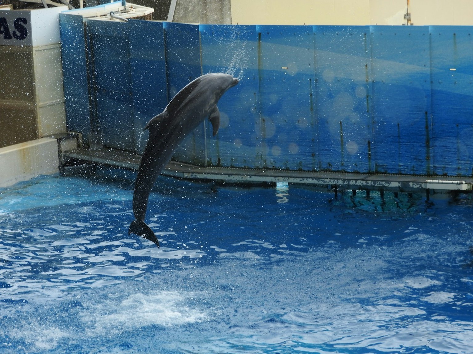 Delfín saltando fuera del agua