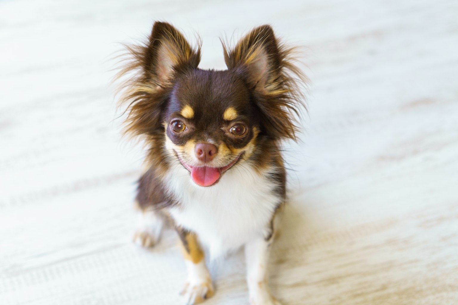 Chihuahua marrone e bianco seduto con un'espressione felice