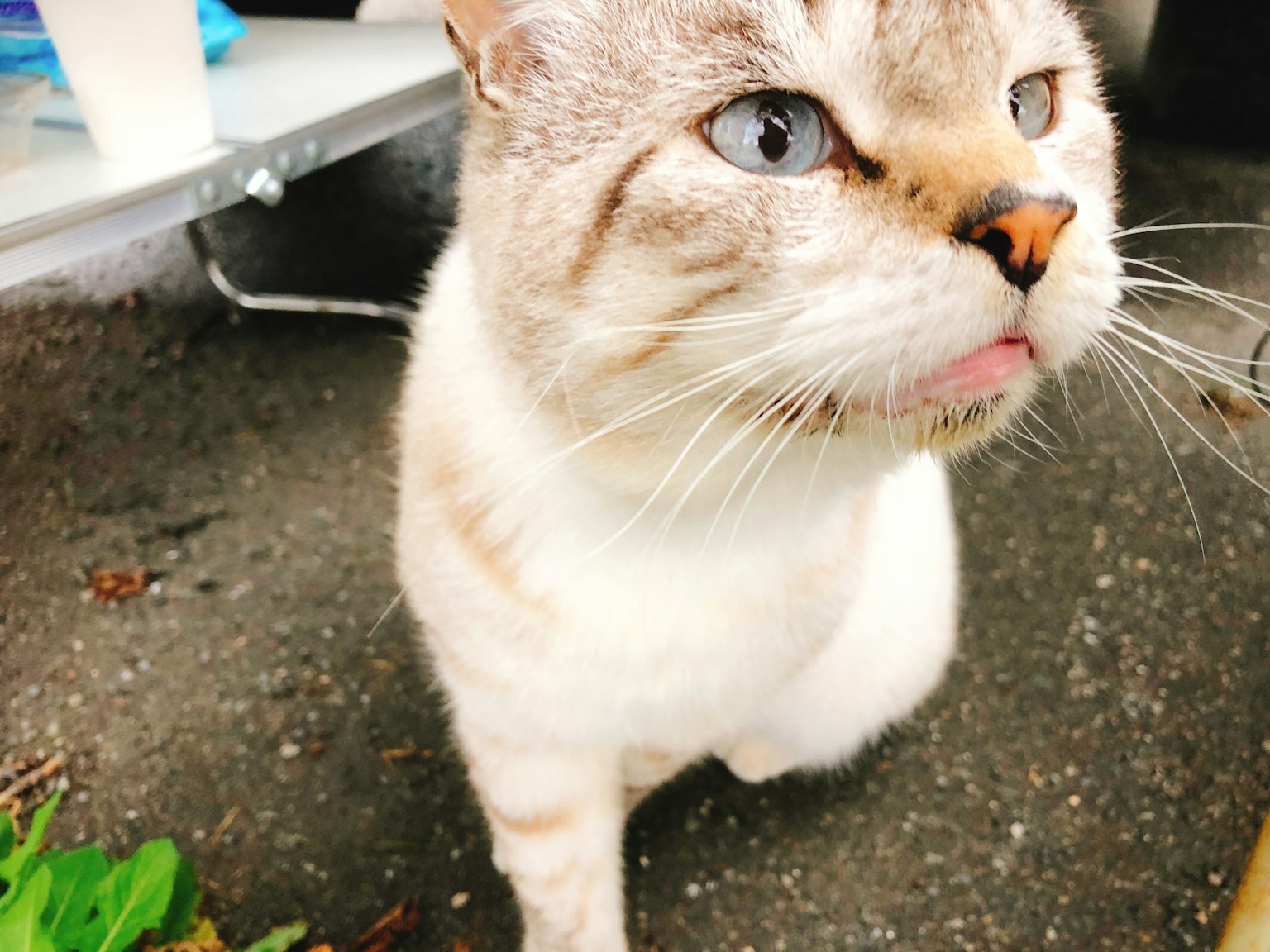 一只白色毛发和蓝色眼睛的猫在近距离观察