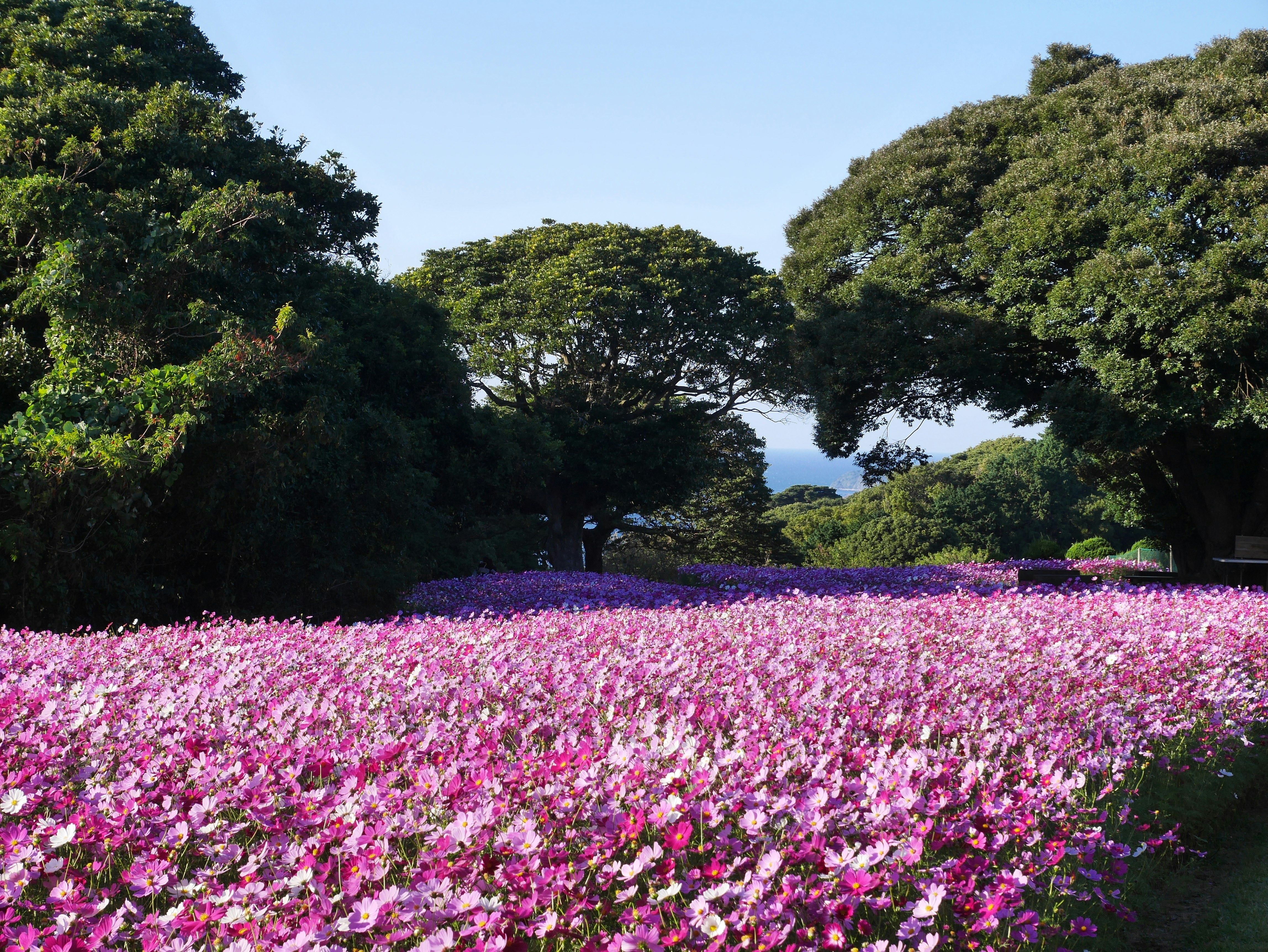 ピンクの花畑と緑の木々が広がる自然風景
