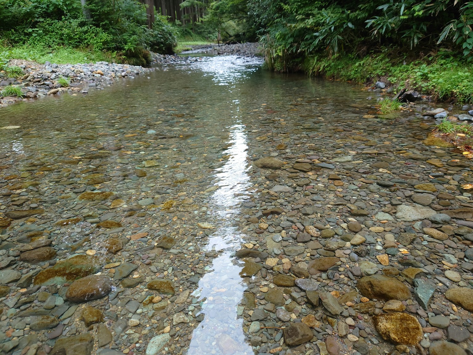 清澈的河水在郁郁葱葱的风景中流过石头