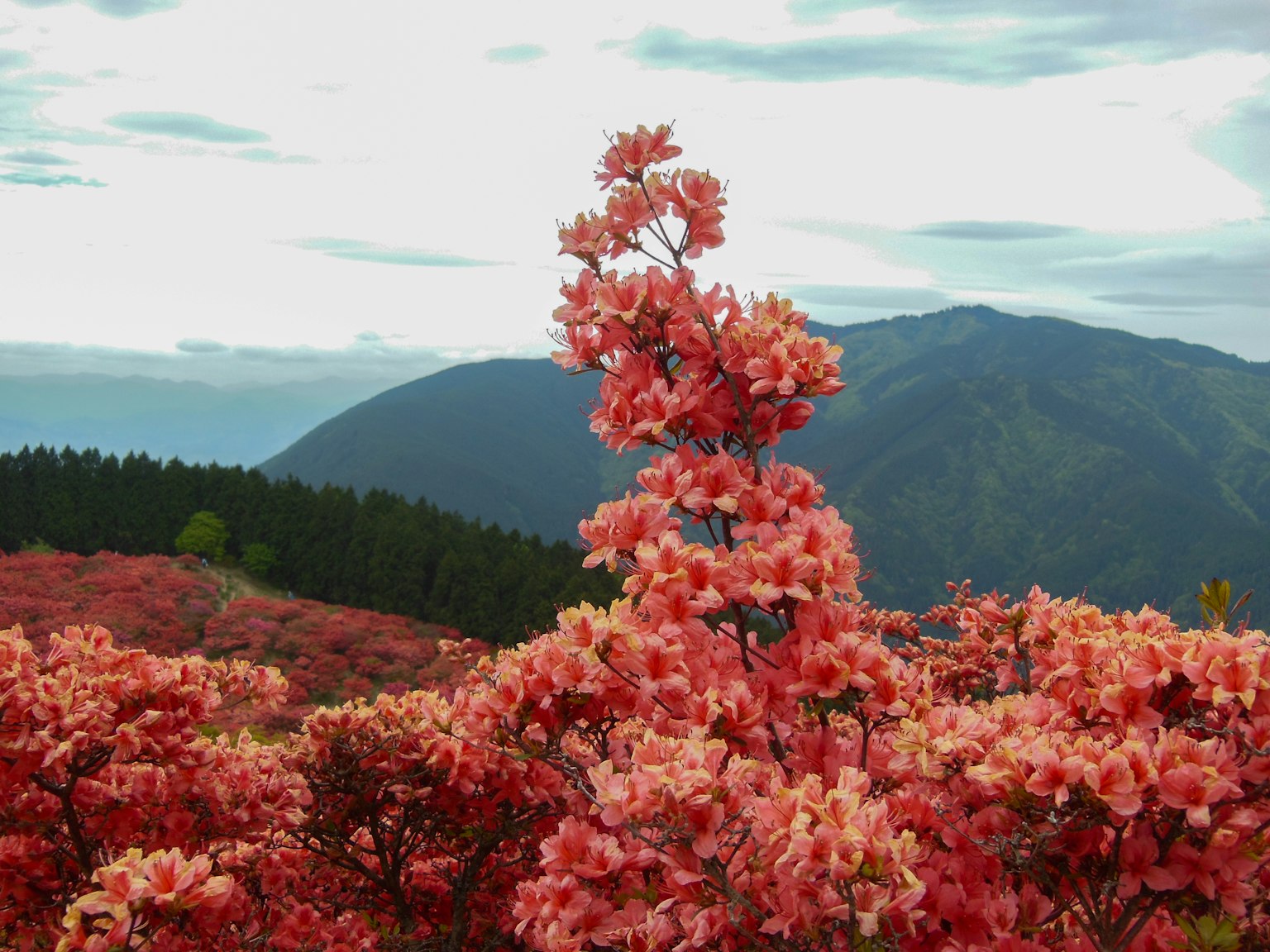 Árbol en flor vibrante con montañas al fondo