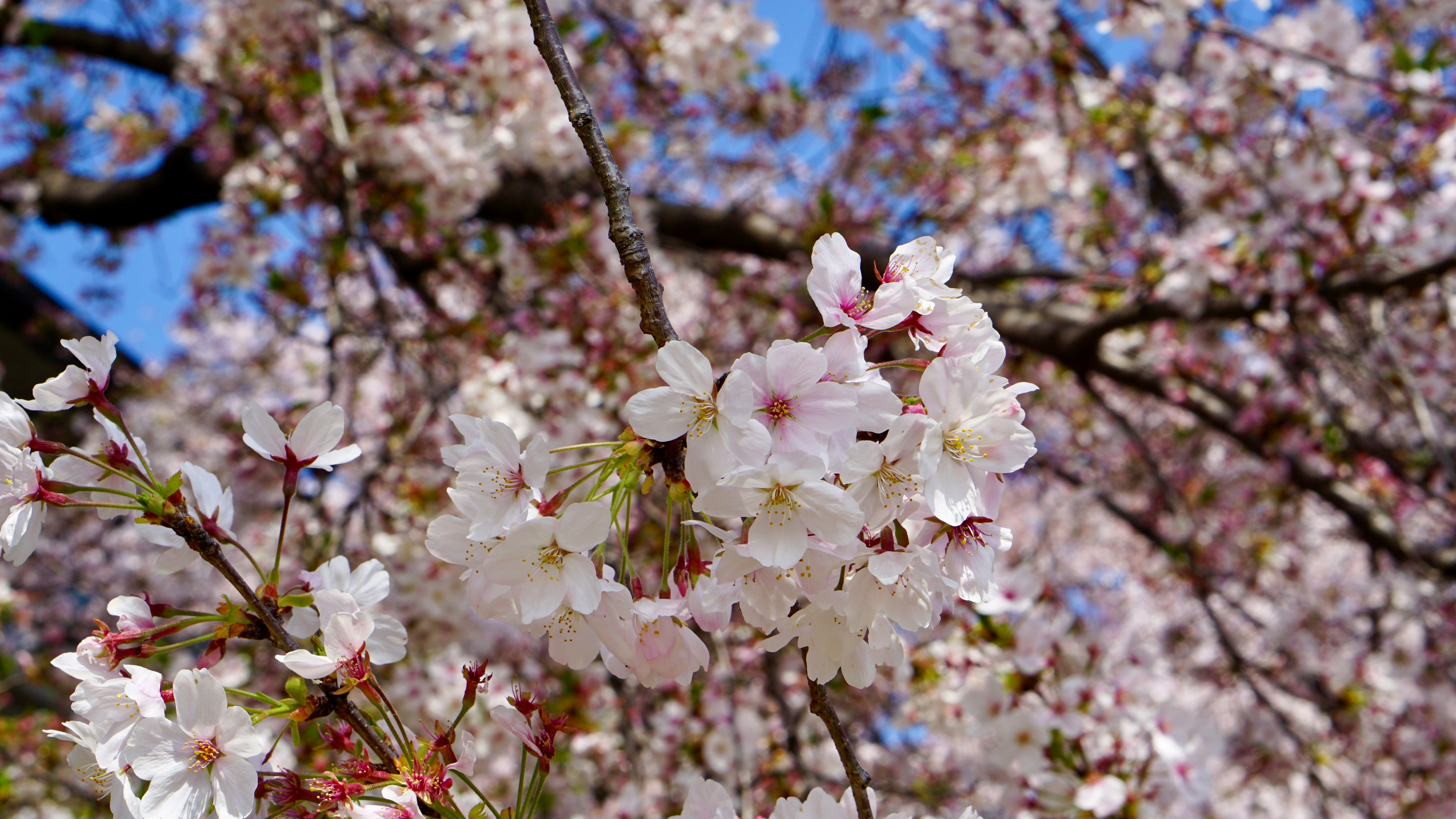 満開の桜の花が枝いっぱいに咲く春の風景